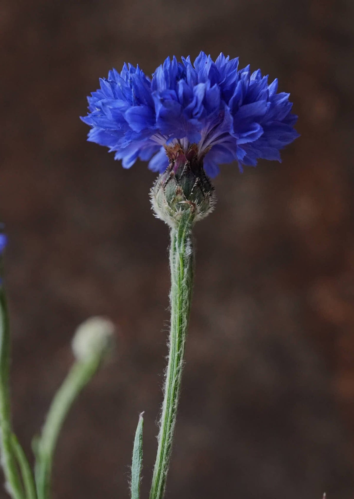 Kornblomst 'Blue Boy' Seed 