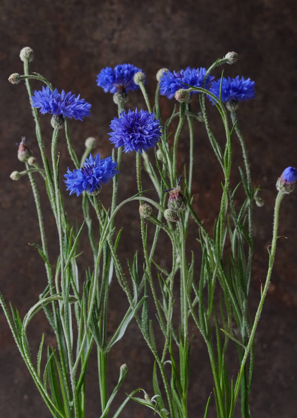 Kornblomst 'Blue Boy' Seed 