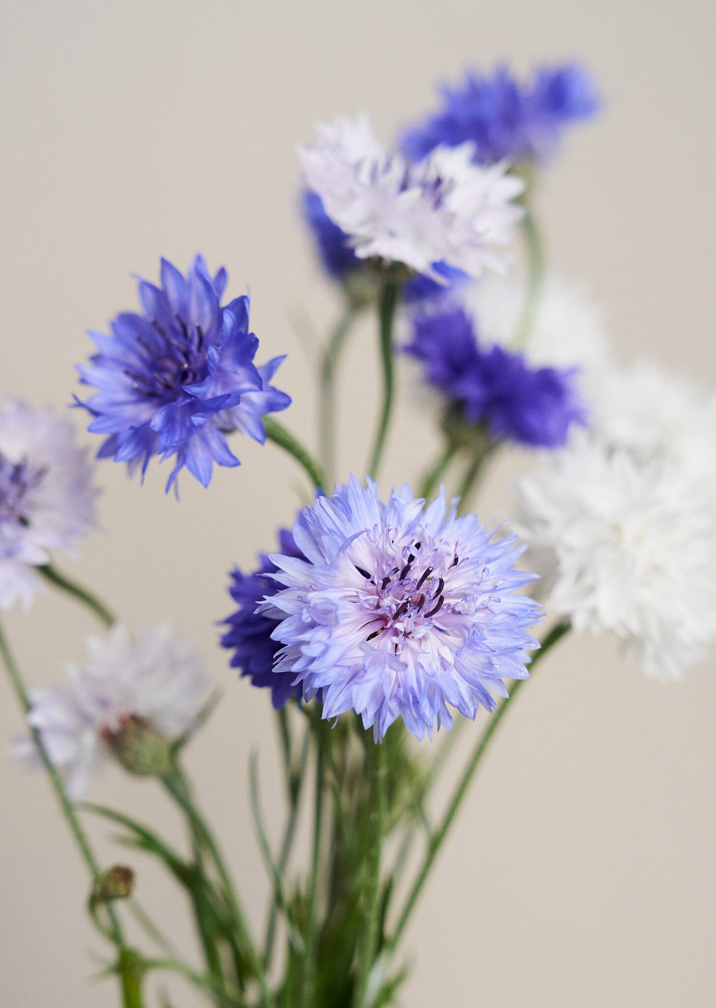 Kornblomst 'Classic Fantastic' Seed 