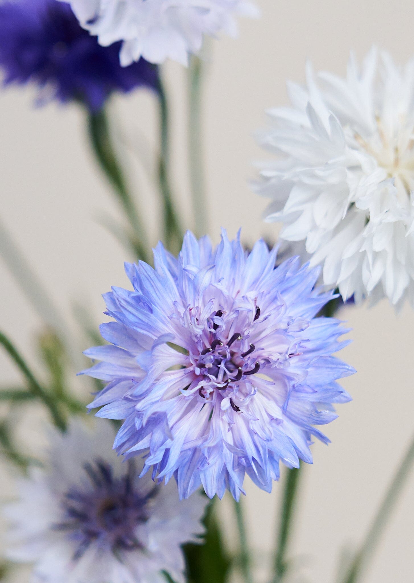 Kornblomst 'Classic Fantastic' Seed 