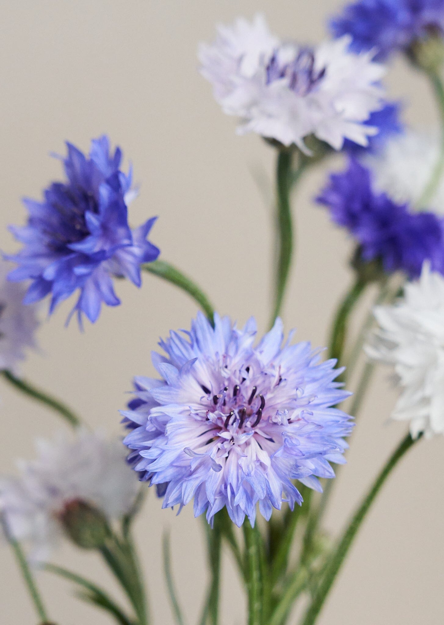 Kornblomst 'Classic Fantastic' Seed 