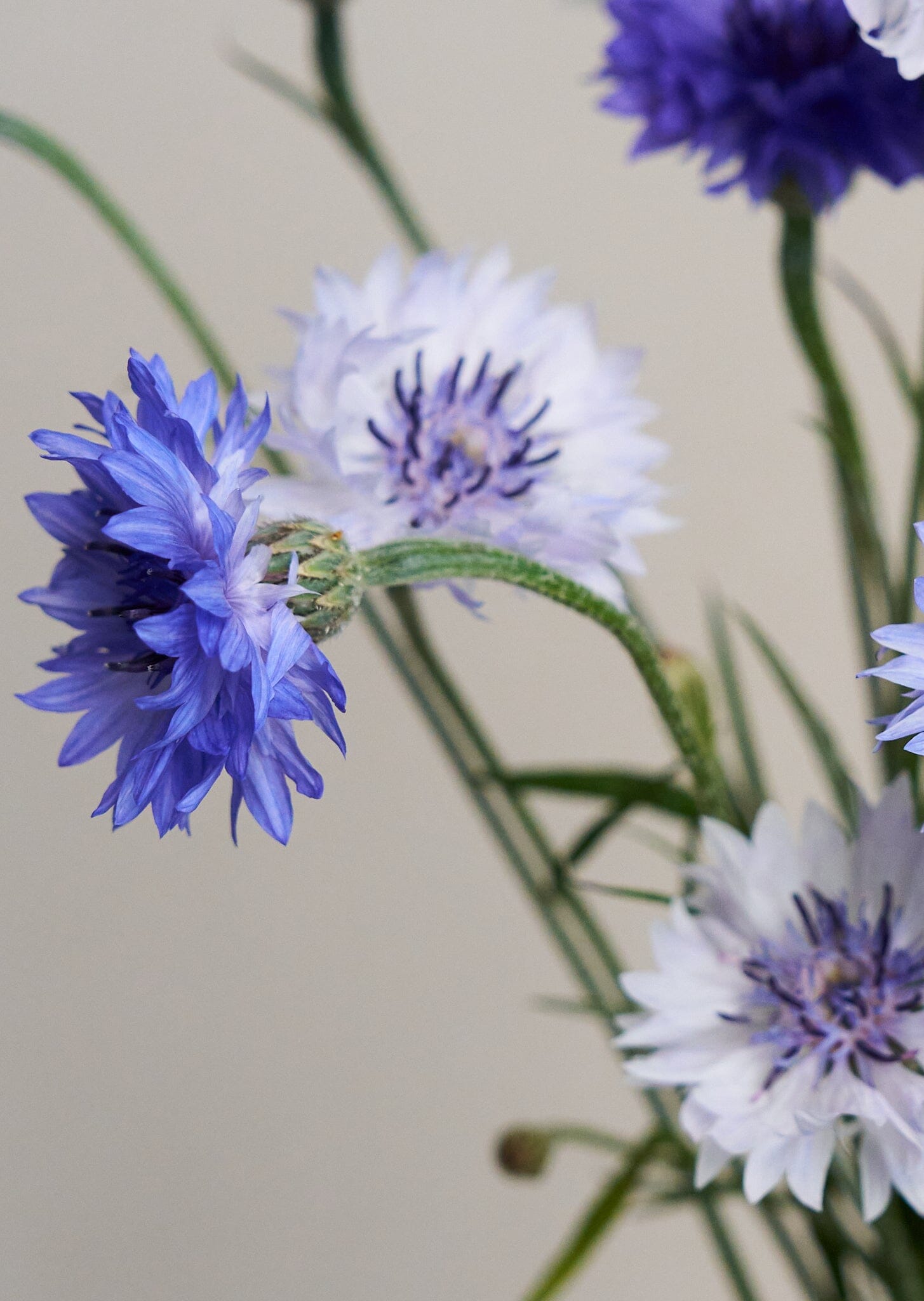 Kornblomst 'Classic Fantastic' Seed 