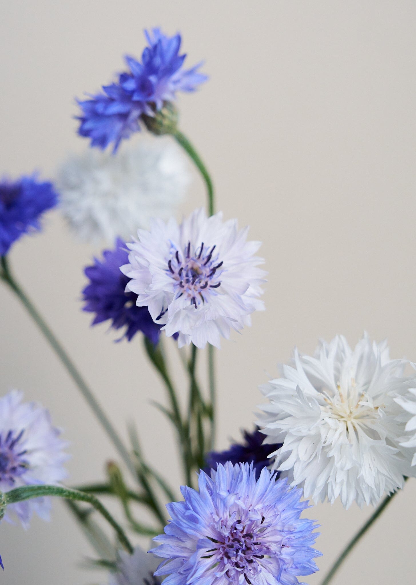 Kornblomst 'Classic Fantastic' Seed 