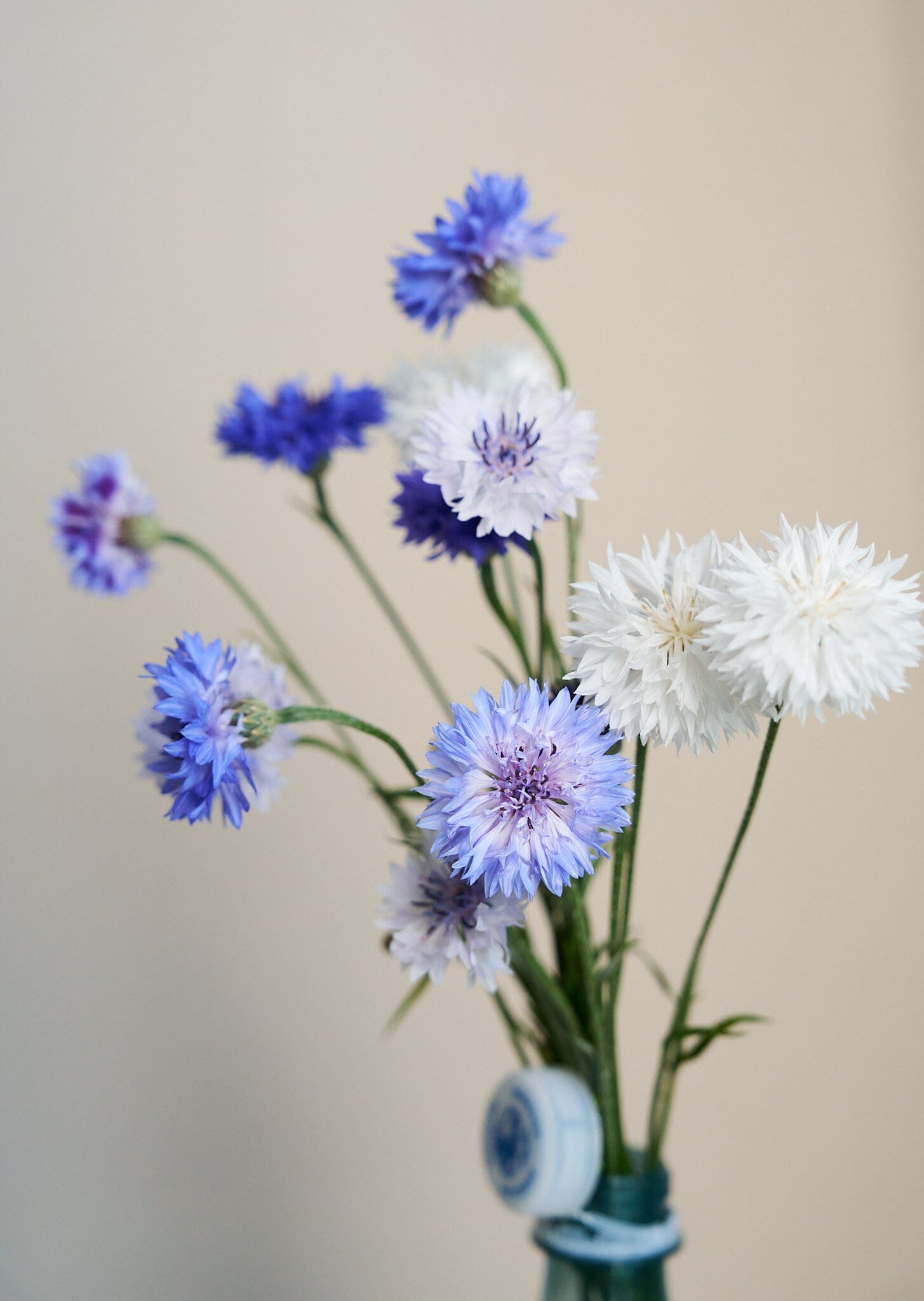 Kornblomst 'Classic Fantastic' Seed 