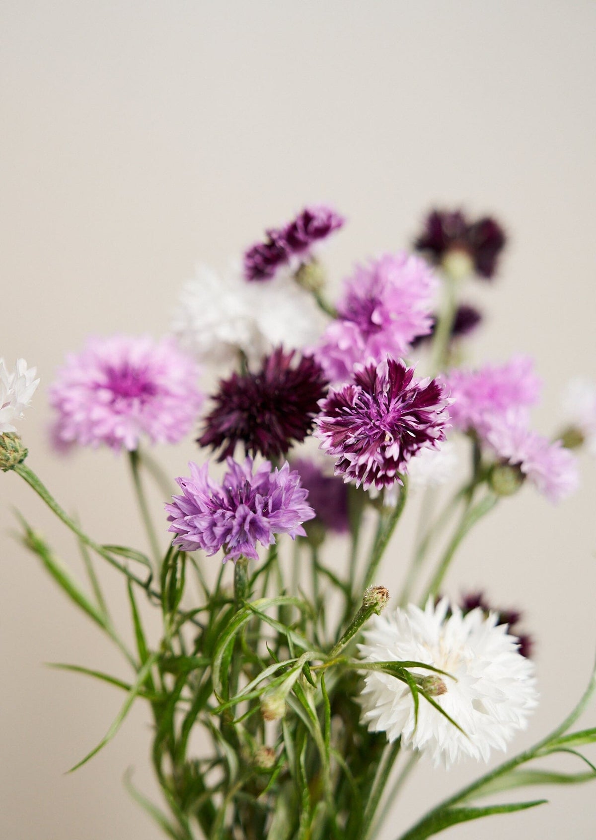 Kornblomst 'Classic Magic' Seed 