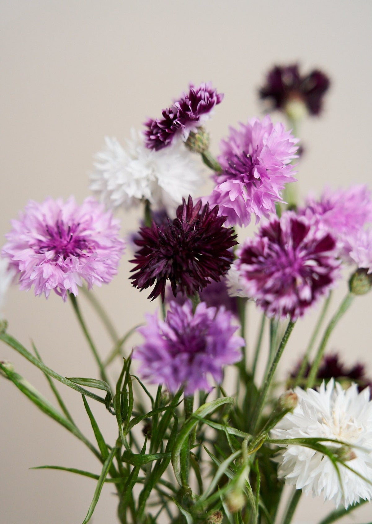 Kornblomst 'Classic Magic' Seed 
