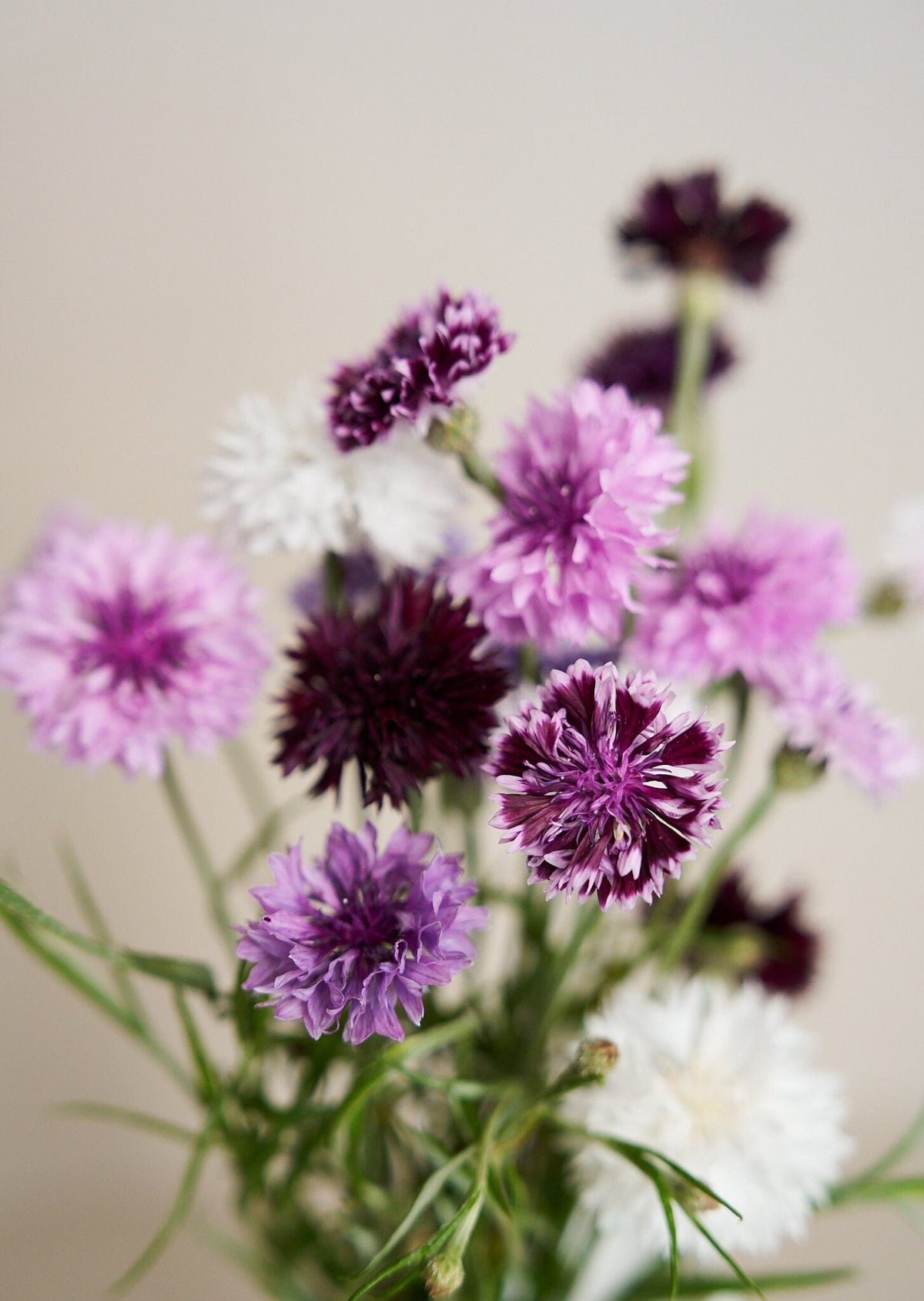 Kornblomst 'Classic Magic' Seed 