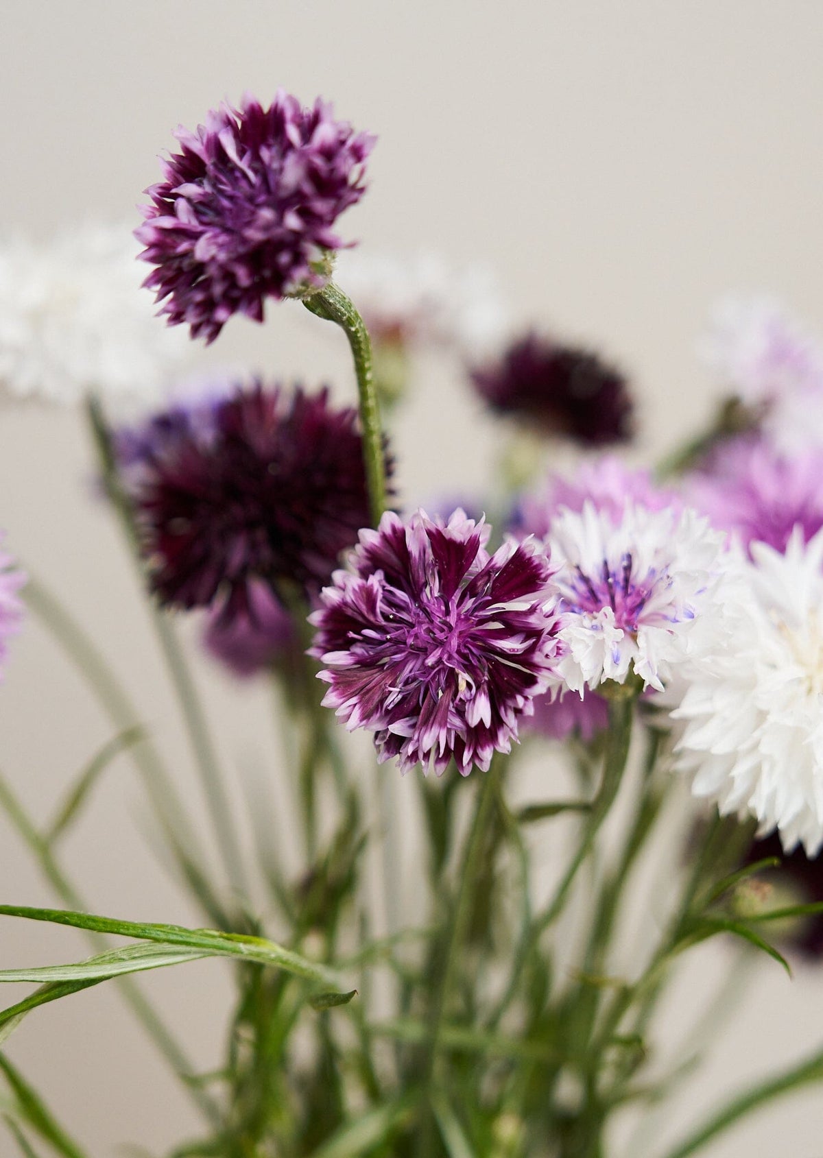 Kornblomst 'Classic Magic' Seed 