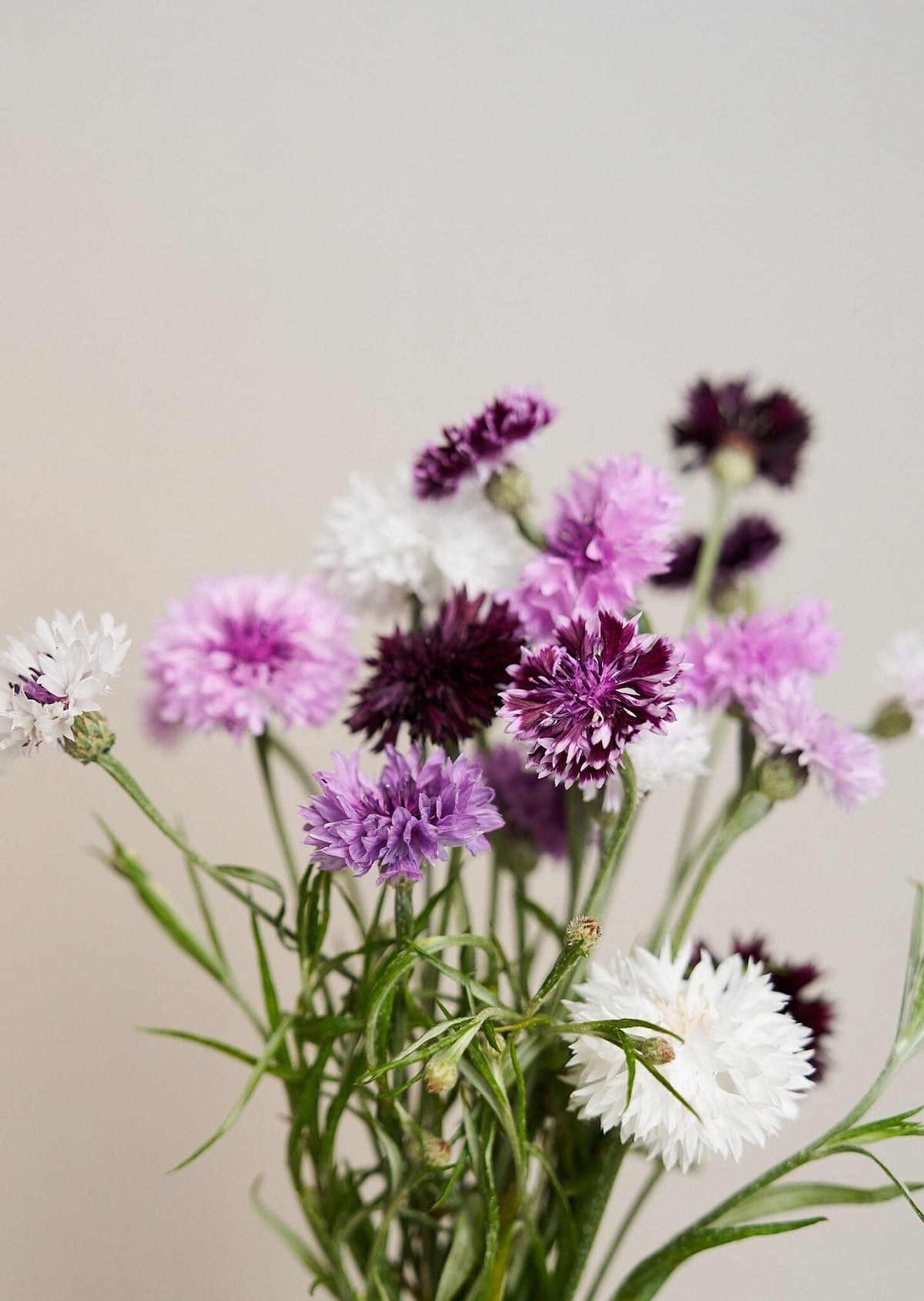 Kornblomst 'Classic Magic' Seed 