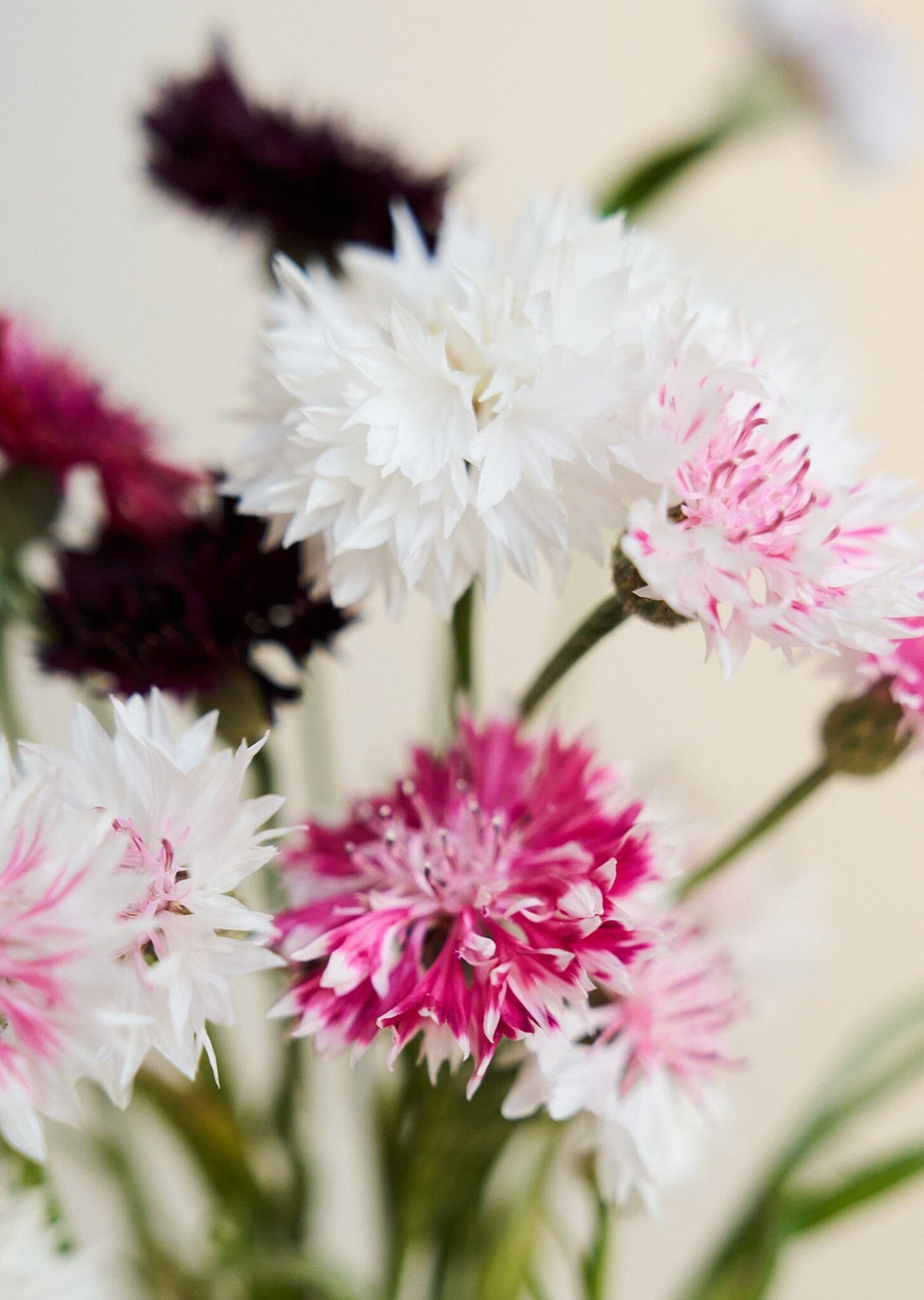 Kornblomst 'Classic Romantic' Seed 