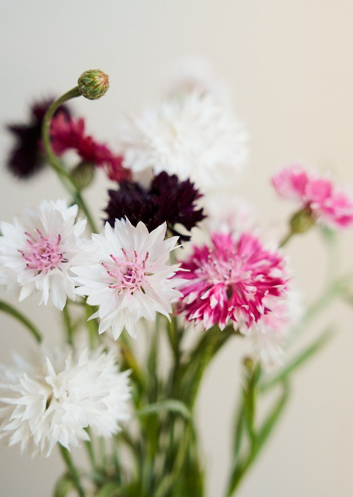 Kornblomst 'Classic Romantic' Seed 