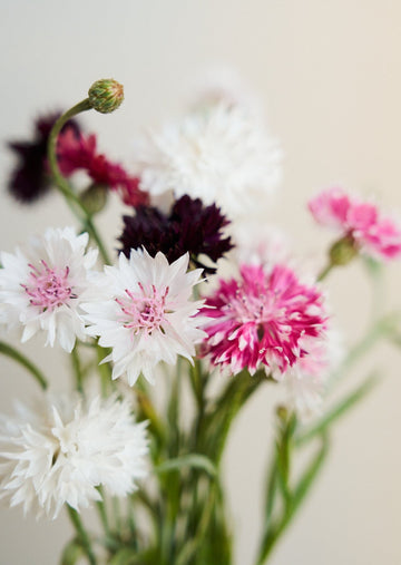 Kornblomst 'Classic Romantic' Seed 