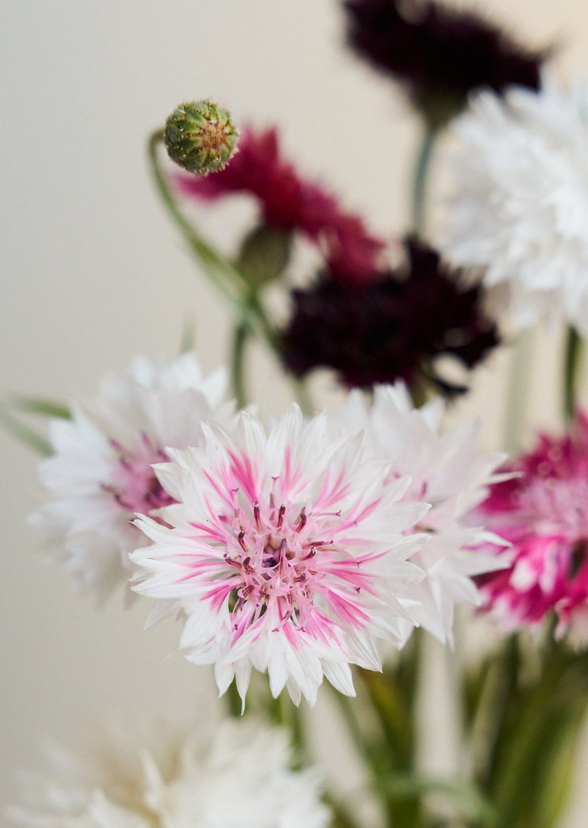 Kornblomst 'Classic Romantic' Seed 