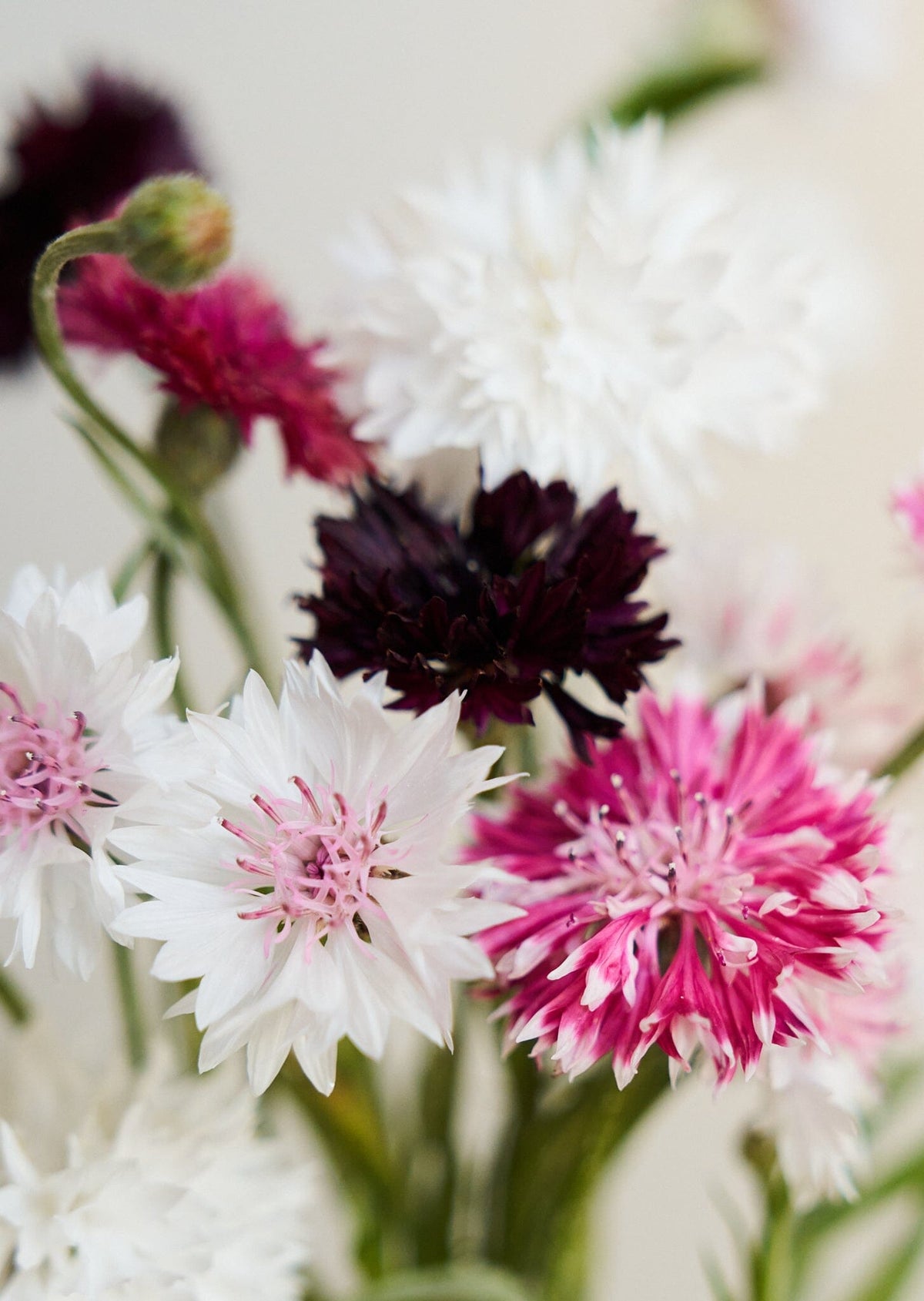Kornblomst 'Classic Romantic' Seed 