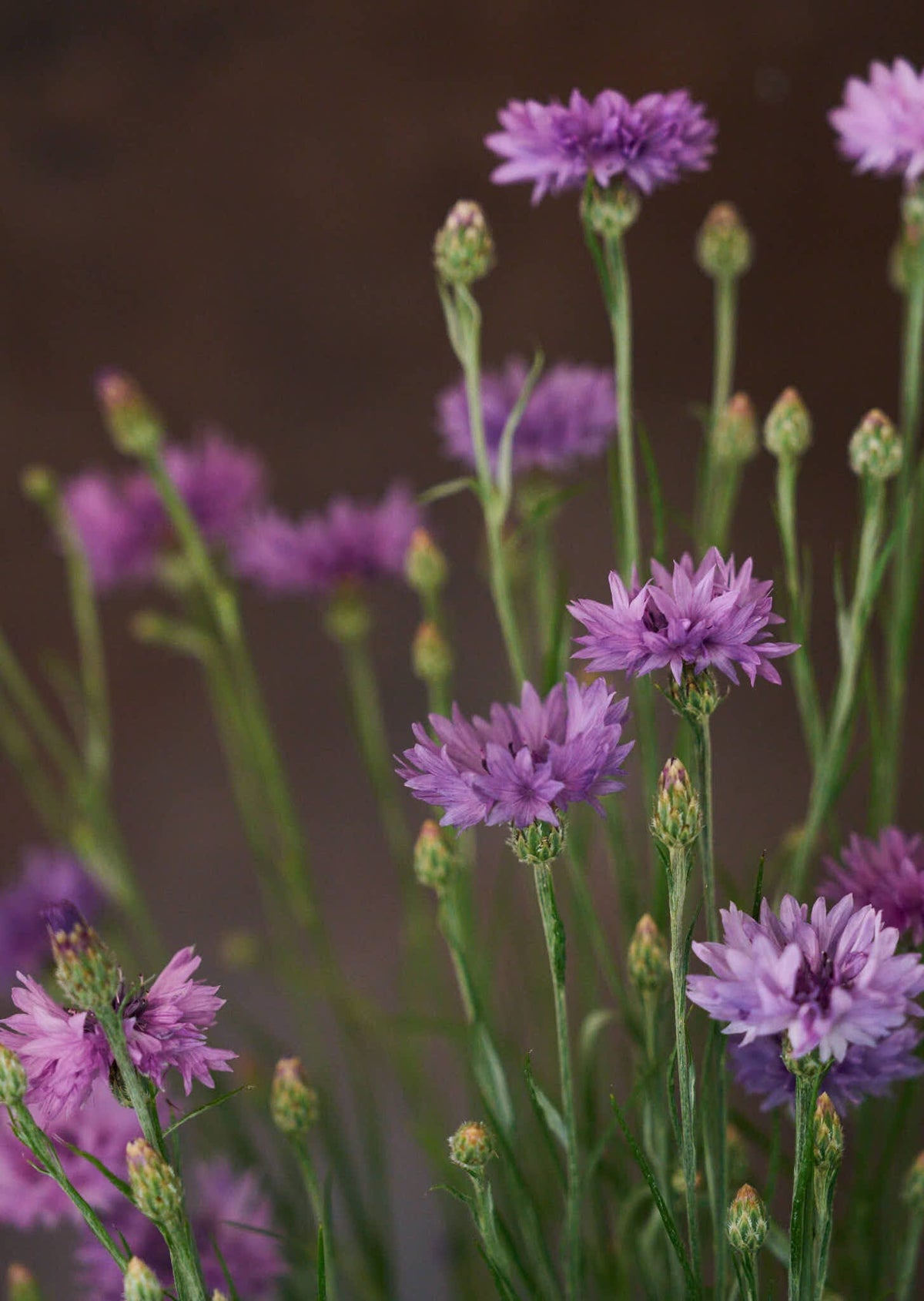 Kornblomst 'Mauve' Seed 