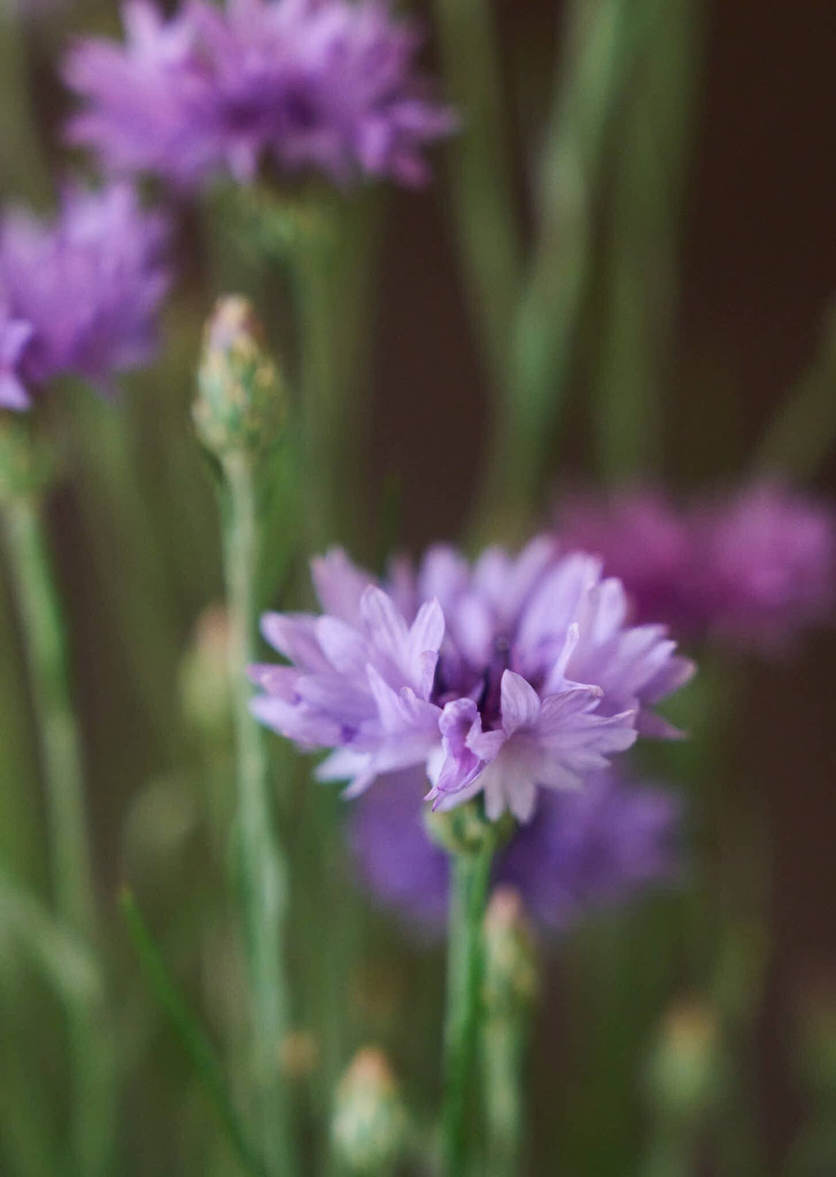Kornblomst 'Mauve' Seed 