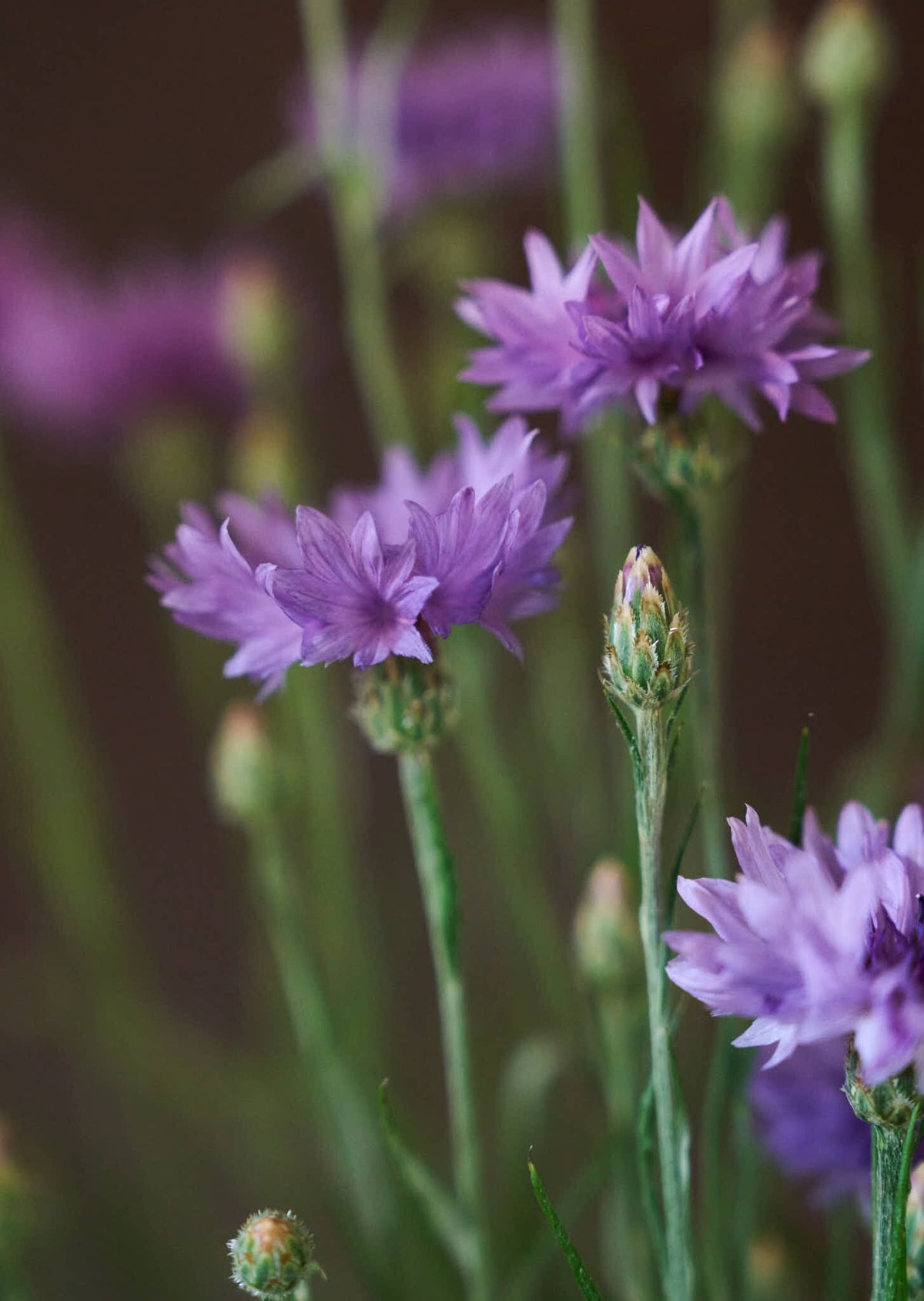Kornblomst 'Mauve' Seed 
