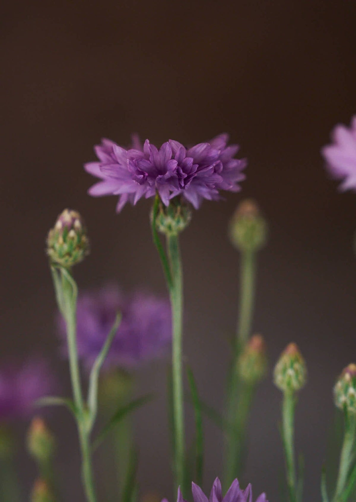 Kornblomst 'Mauve' Seed 