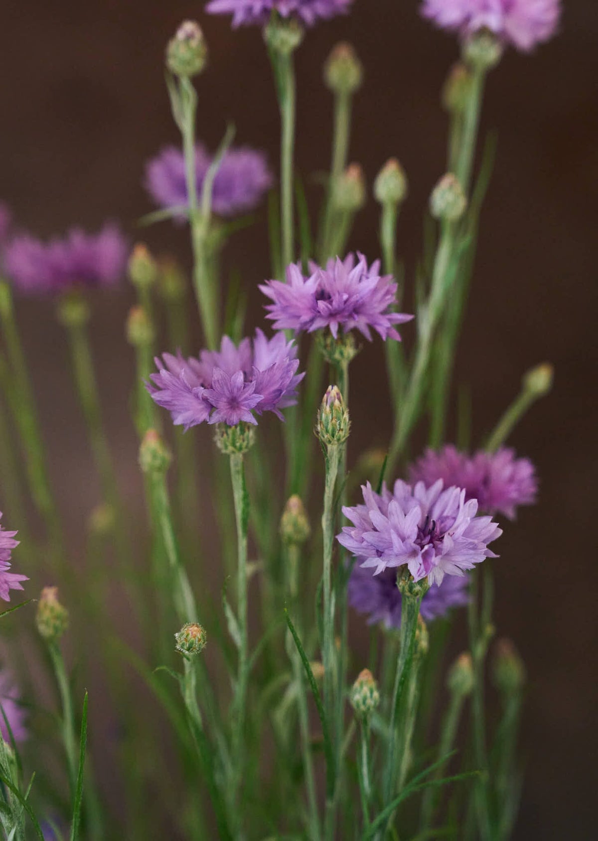 Kornblomst 'Mauve' Seed 