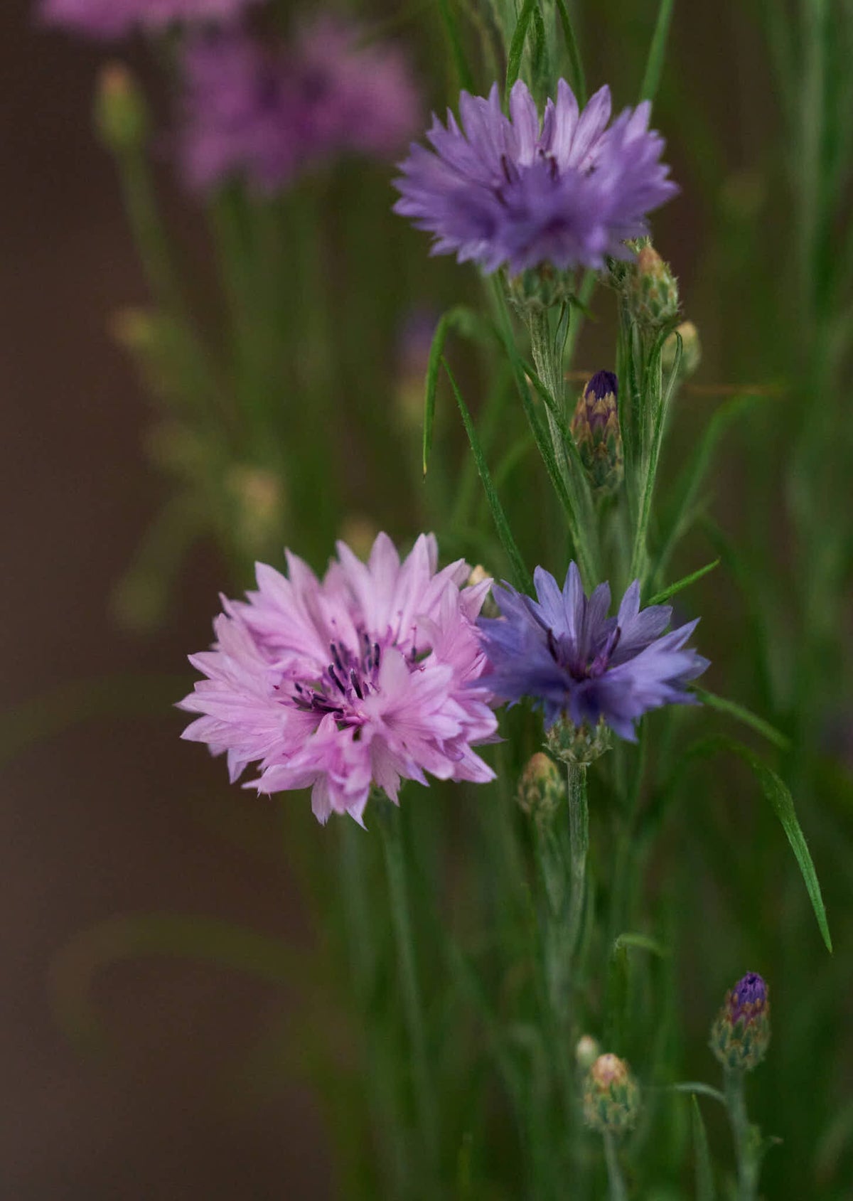 Kornblomst 'Mauve' Seed 