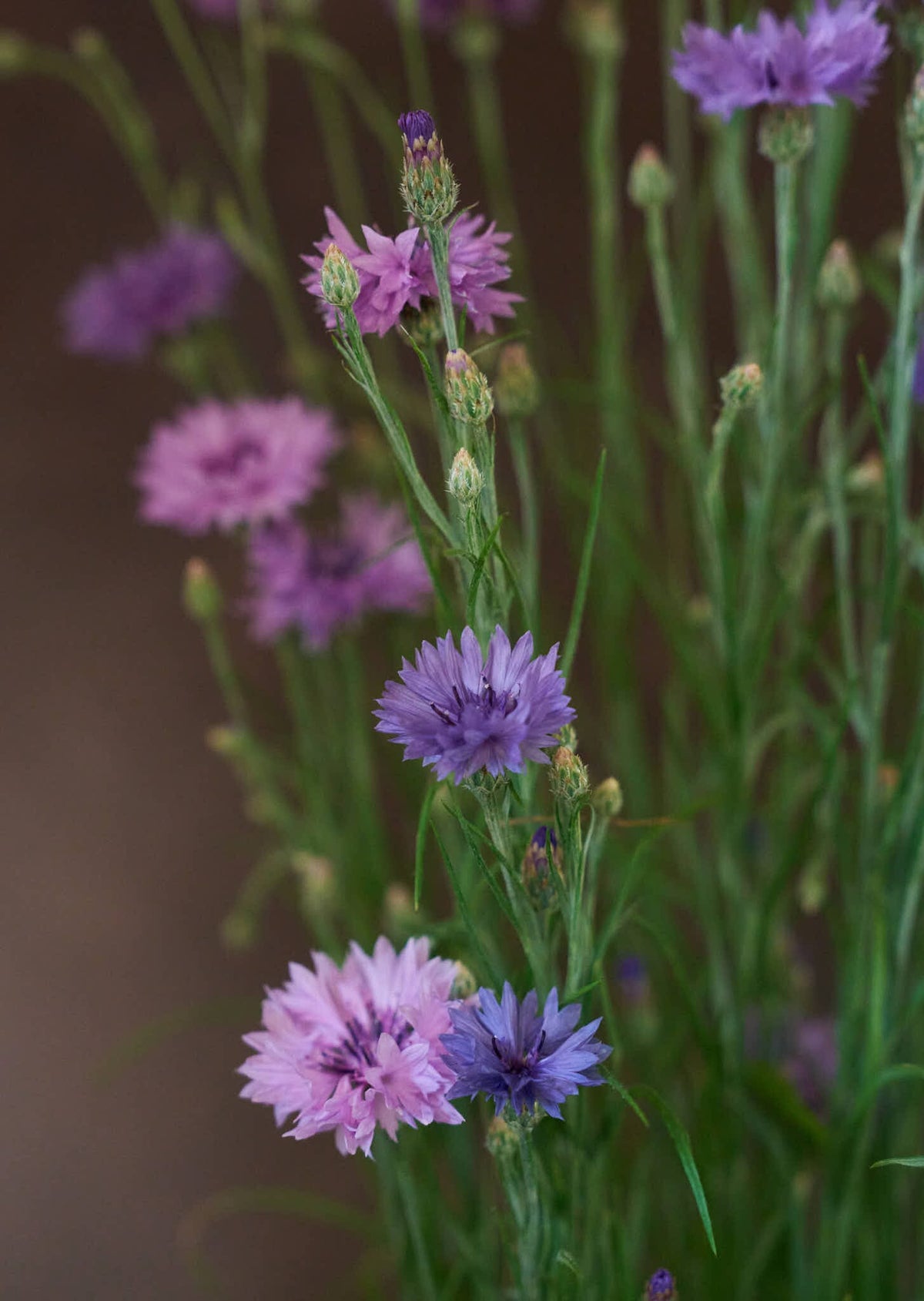 Kornblomst 'Mauve' Seed 