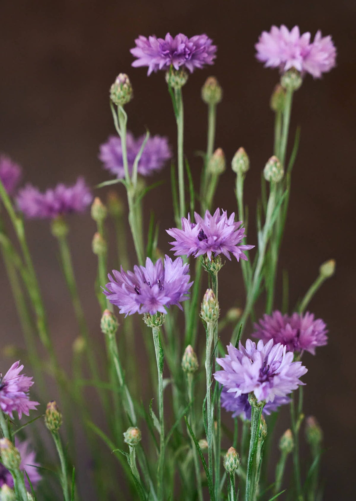 Kornblomst 'Mauve' Seed 