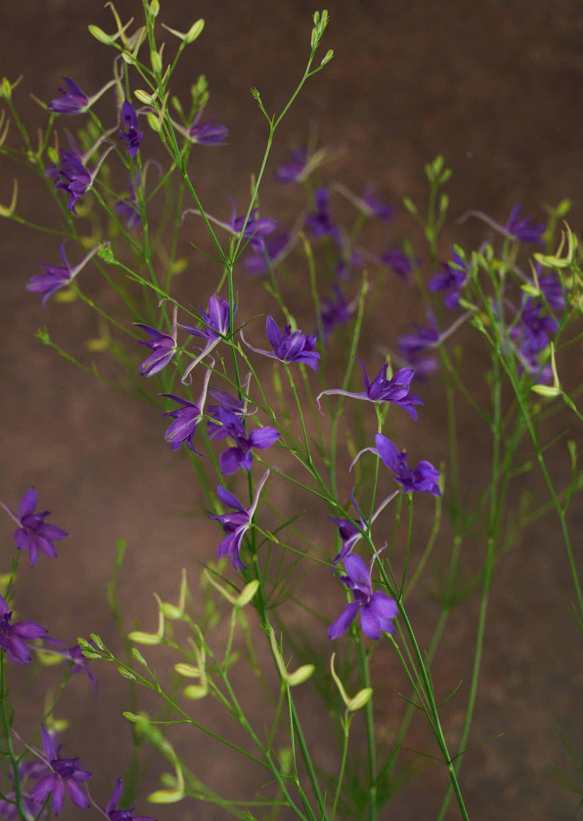 Kornridderspore 'Blue Cloud' 