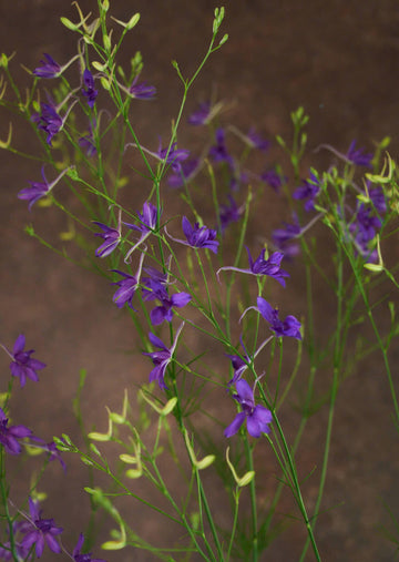 Kornridderspore 'Blue Cloud' 