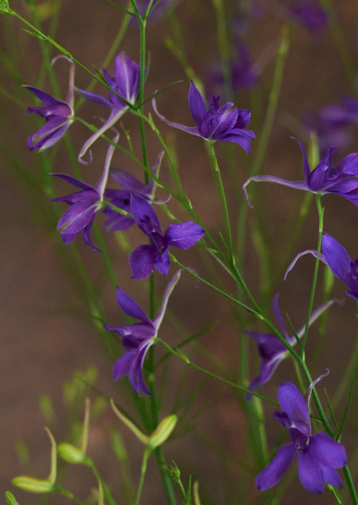 Kornridderspore 'Blue Cloud' 