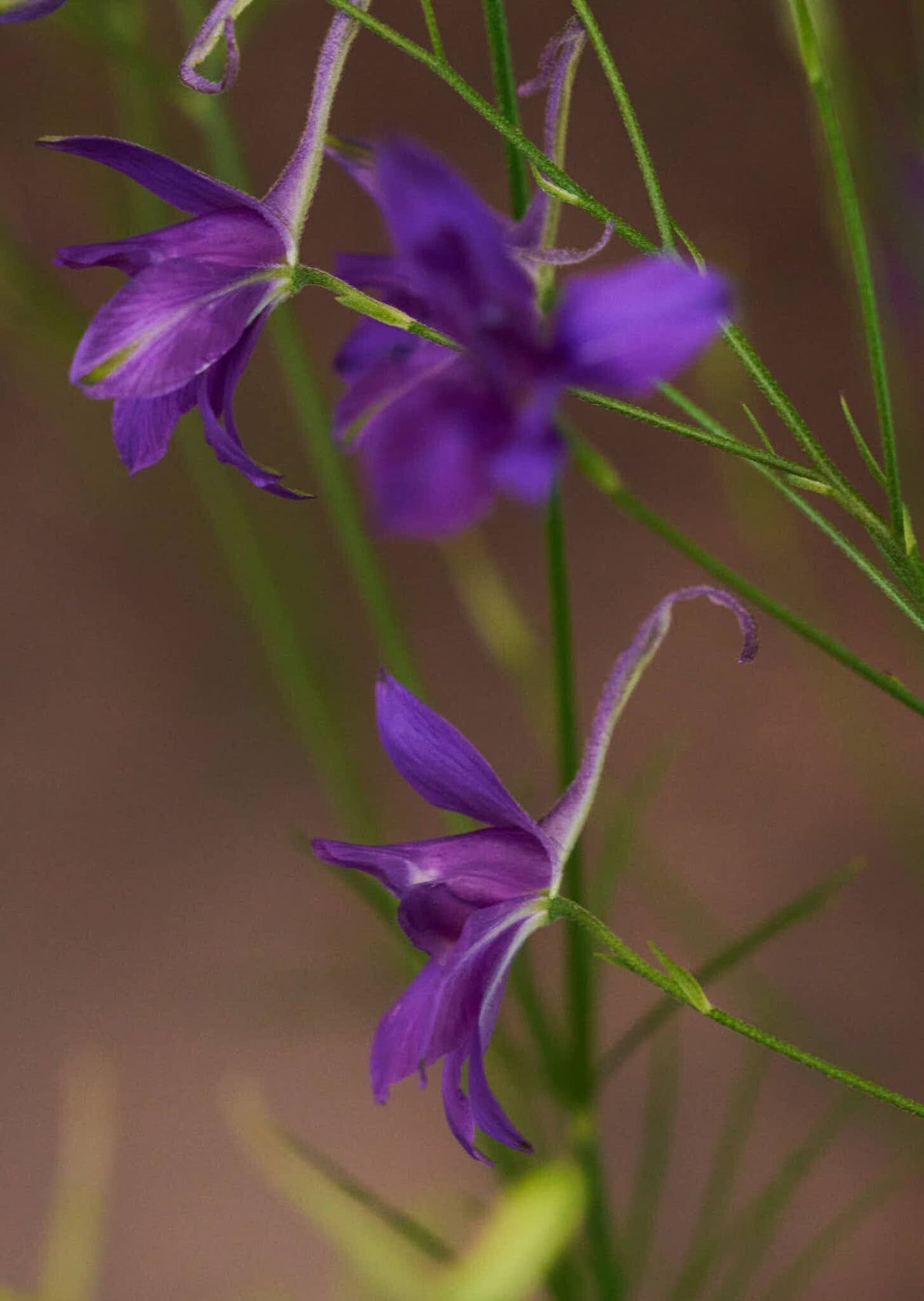 Kornridderspore 'Blue Cloud' 