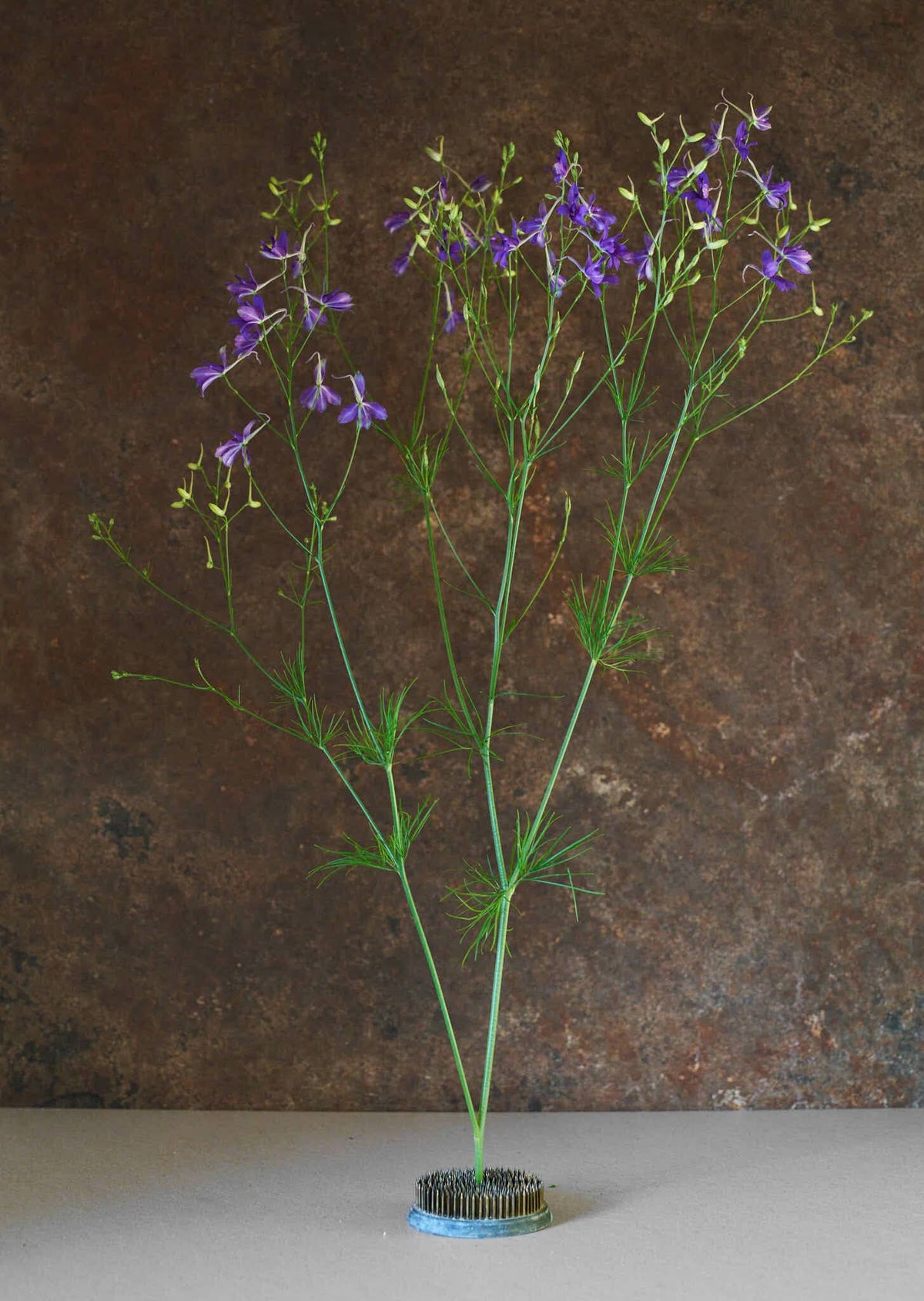 Kornridderspore 'Blue Cloud' 