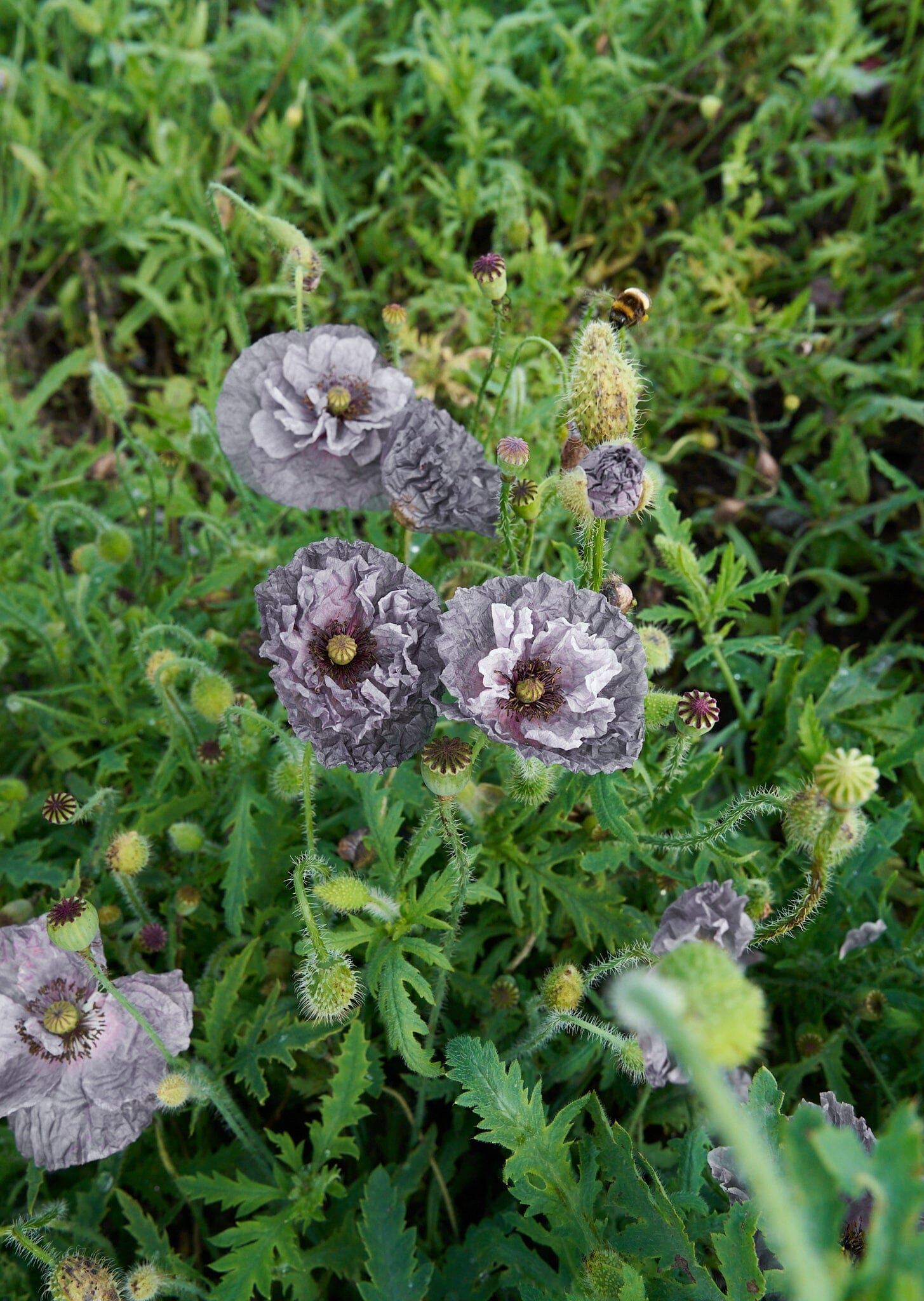 Kornvalmue 'Amazing Grey' Seed 