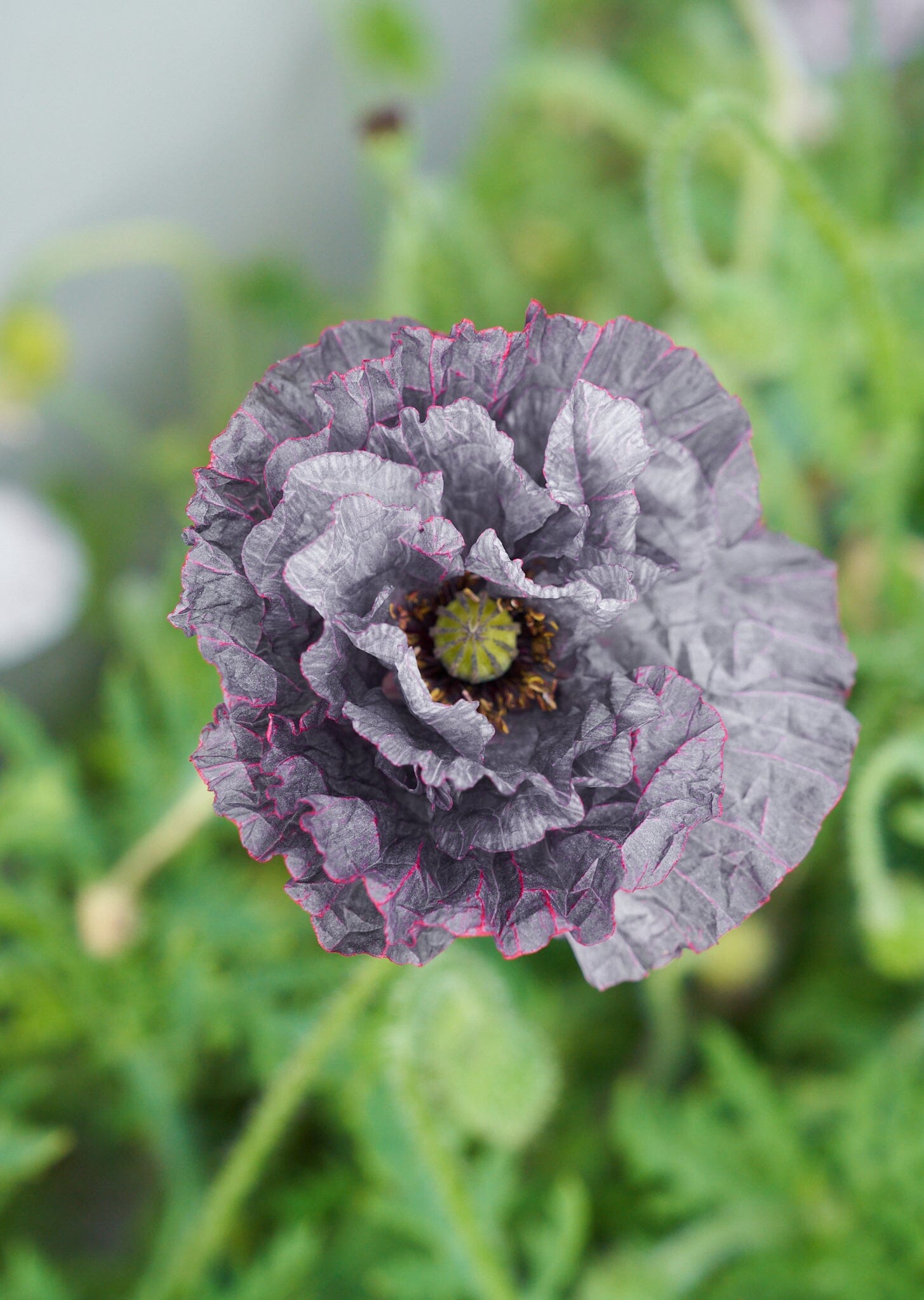 Kornvalmue 'Amazing Grey' Seed 