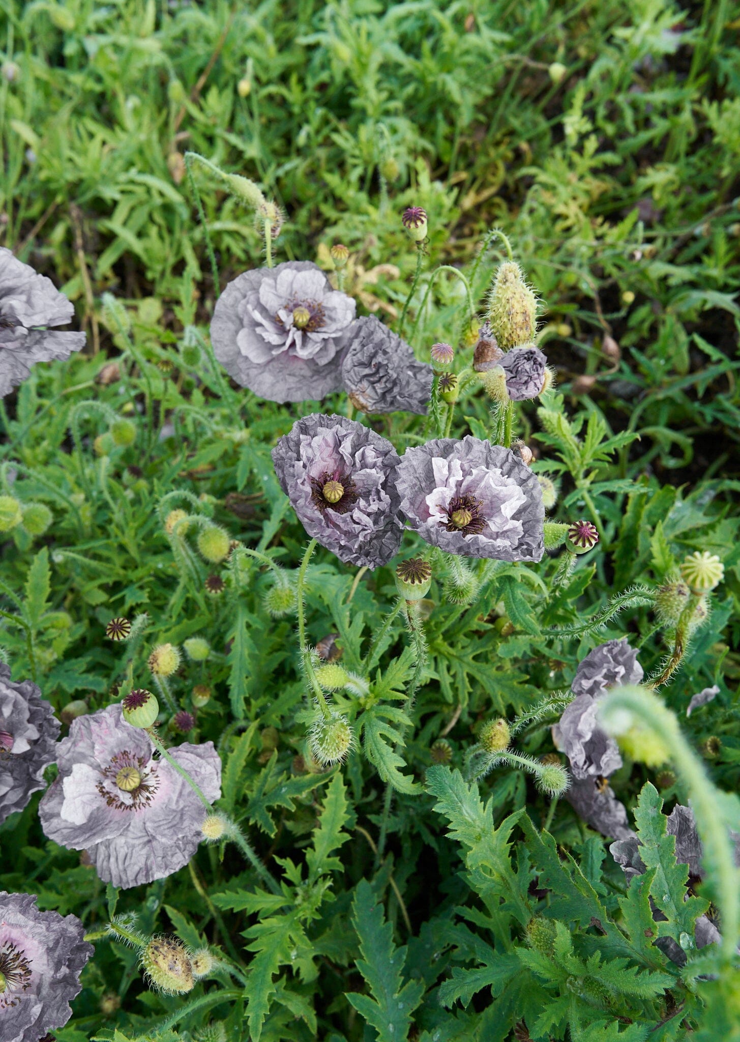 Kornvalmue 'Amazing Grey' Seed 