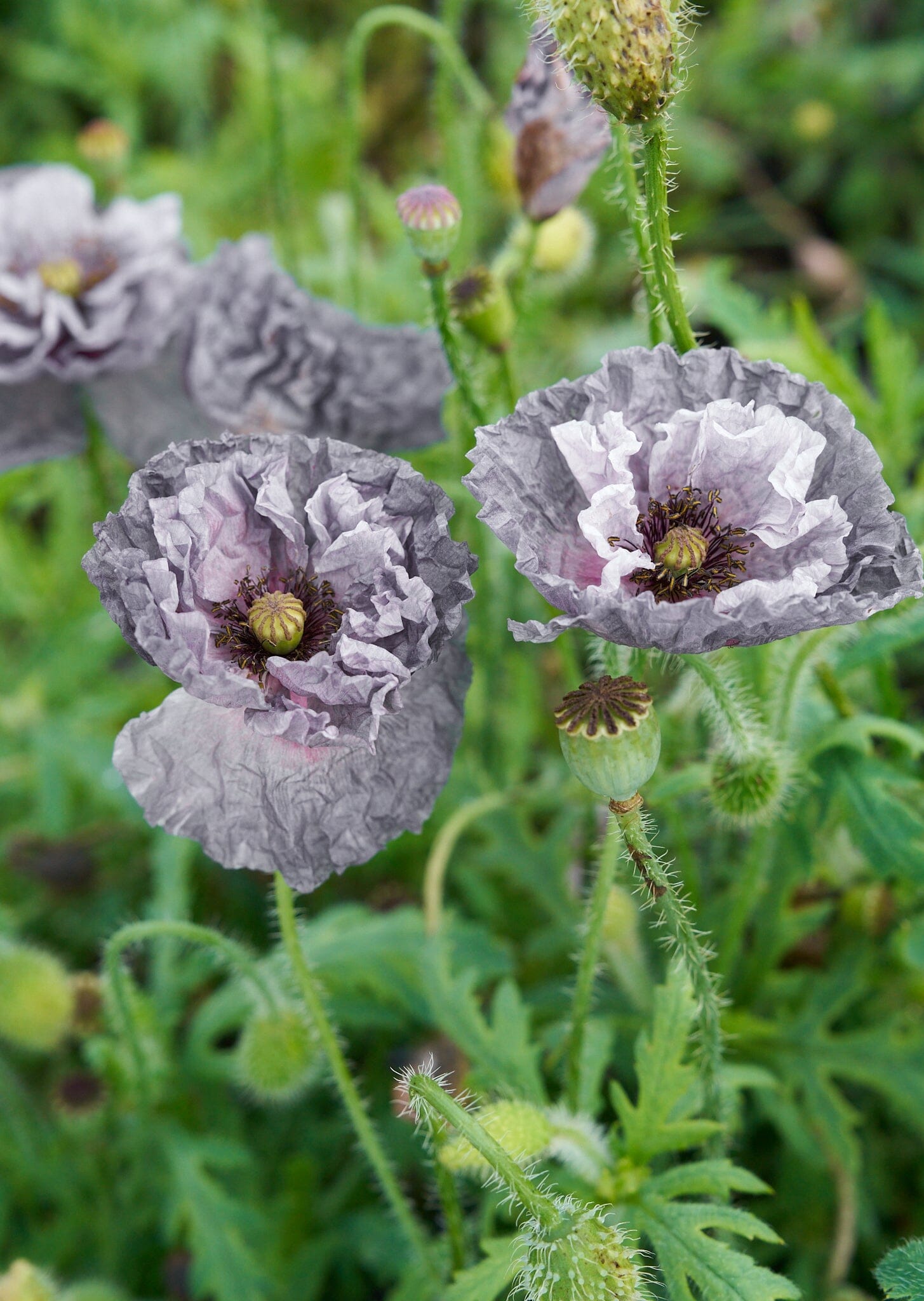 Kornvalmue 'Amazing Grey' Seed 