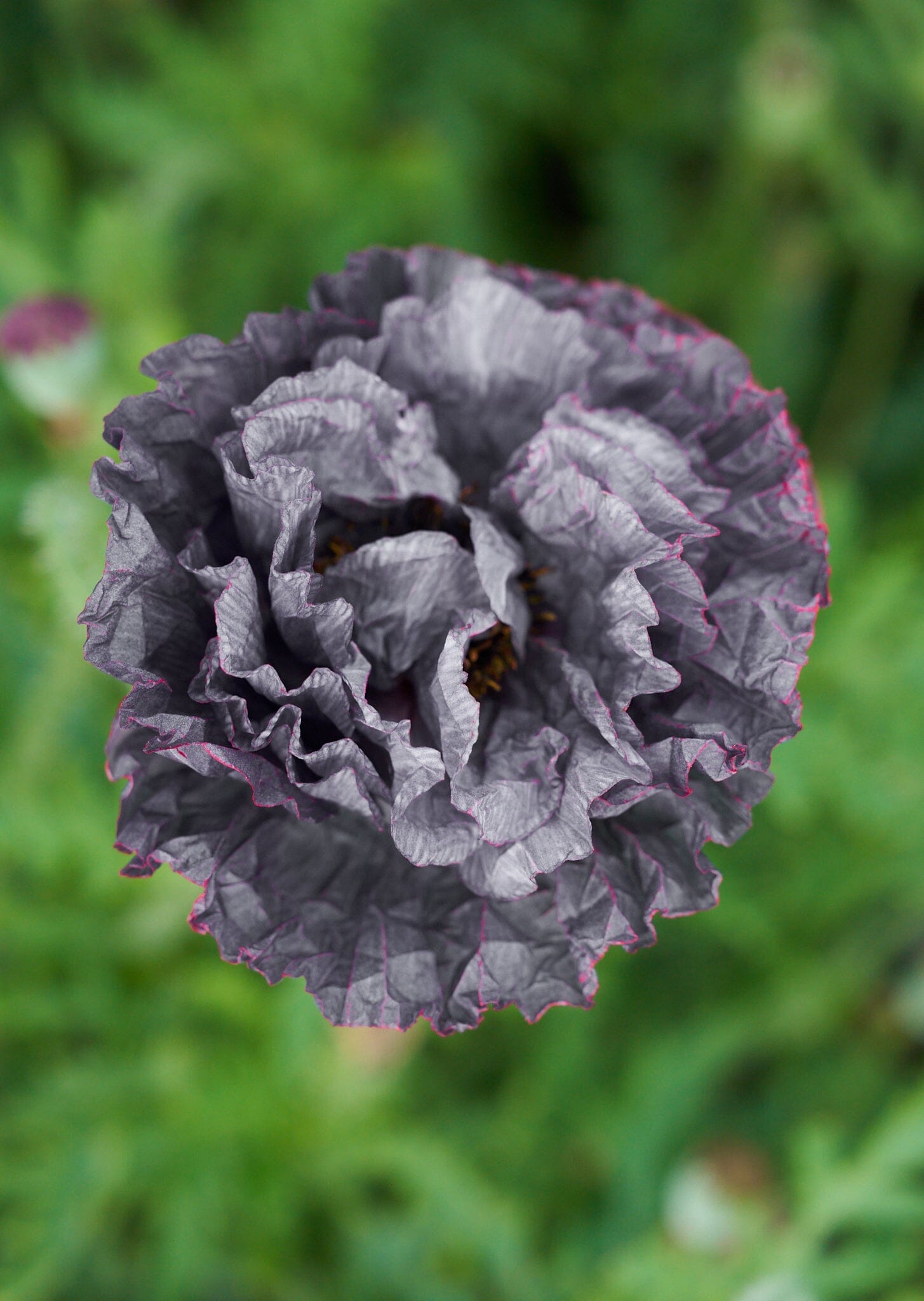 Kornvalmue 'Amazing Grey' Seed 