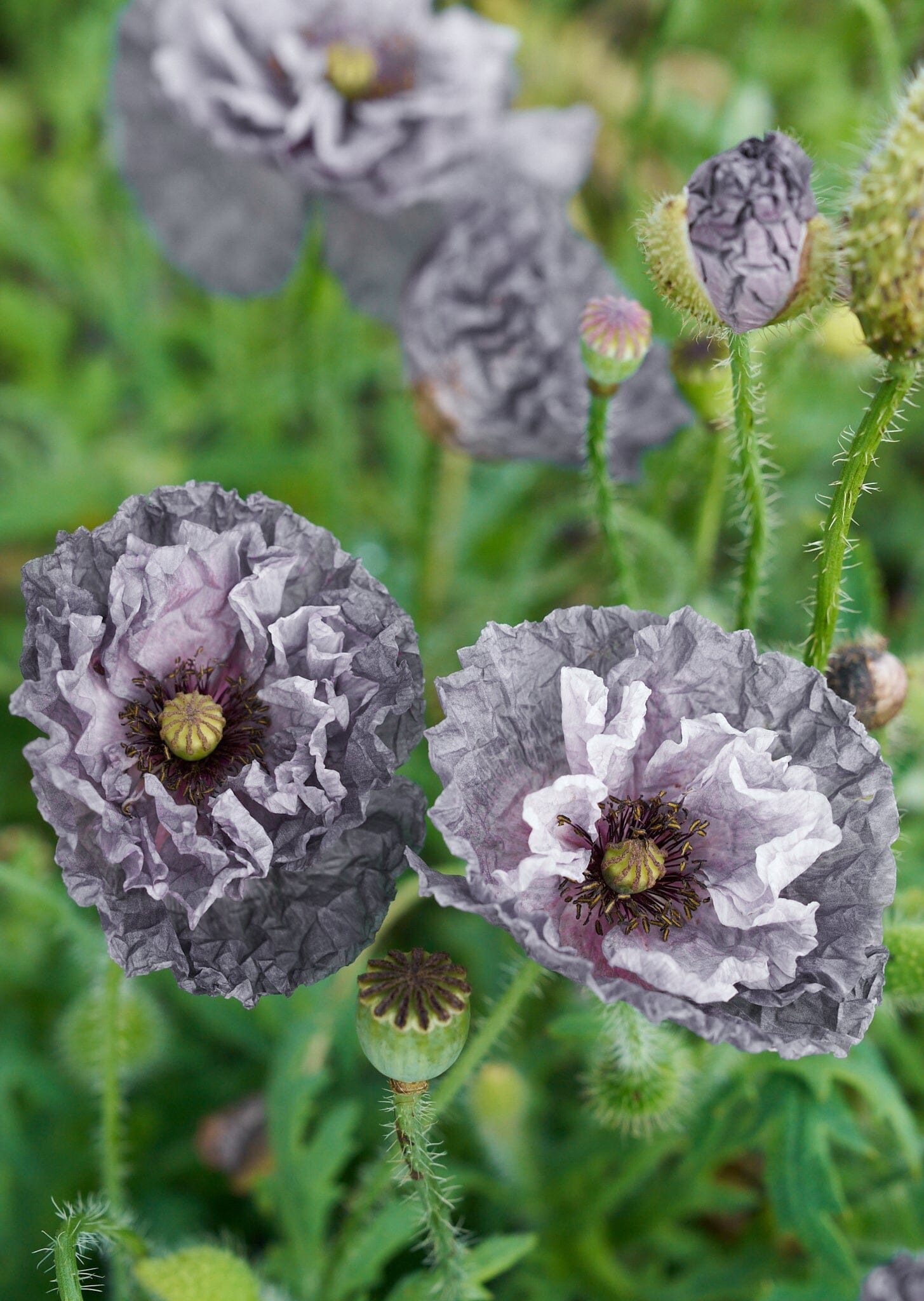 Kornvalmue 'Amazing Grey' Seed 