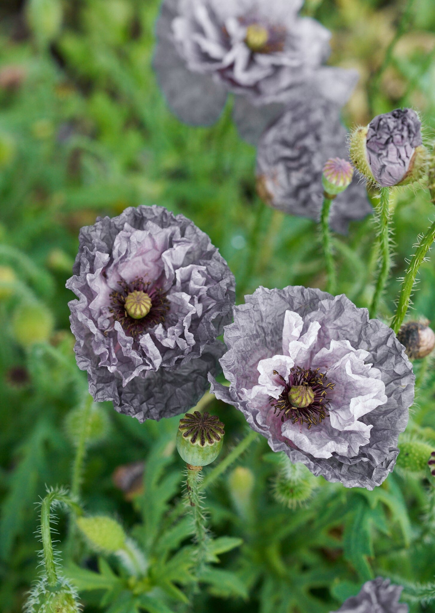 Kornvalmue 'Amazing Grey' Seed 