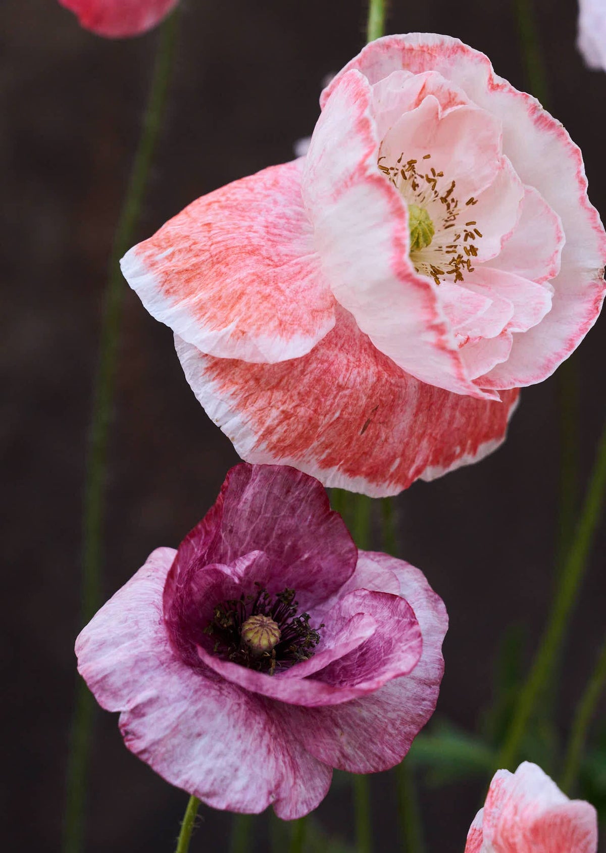 Kornvalmue 'Angel's Choir' Seed 
