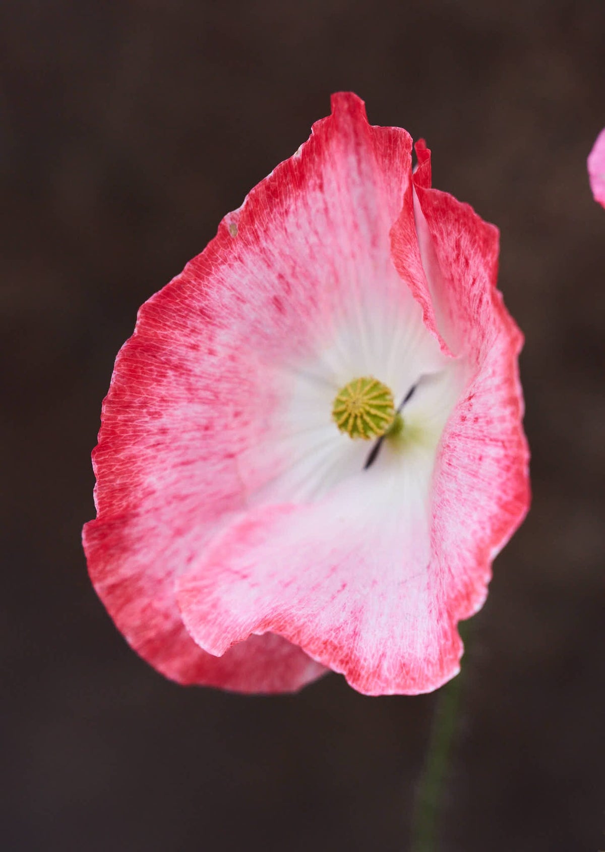 Kornvalmue 'Angel's Choir' Seed 