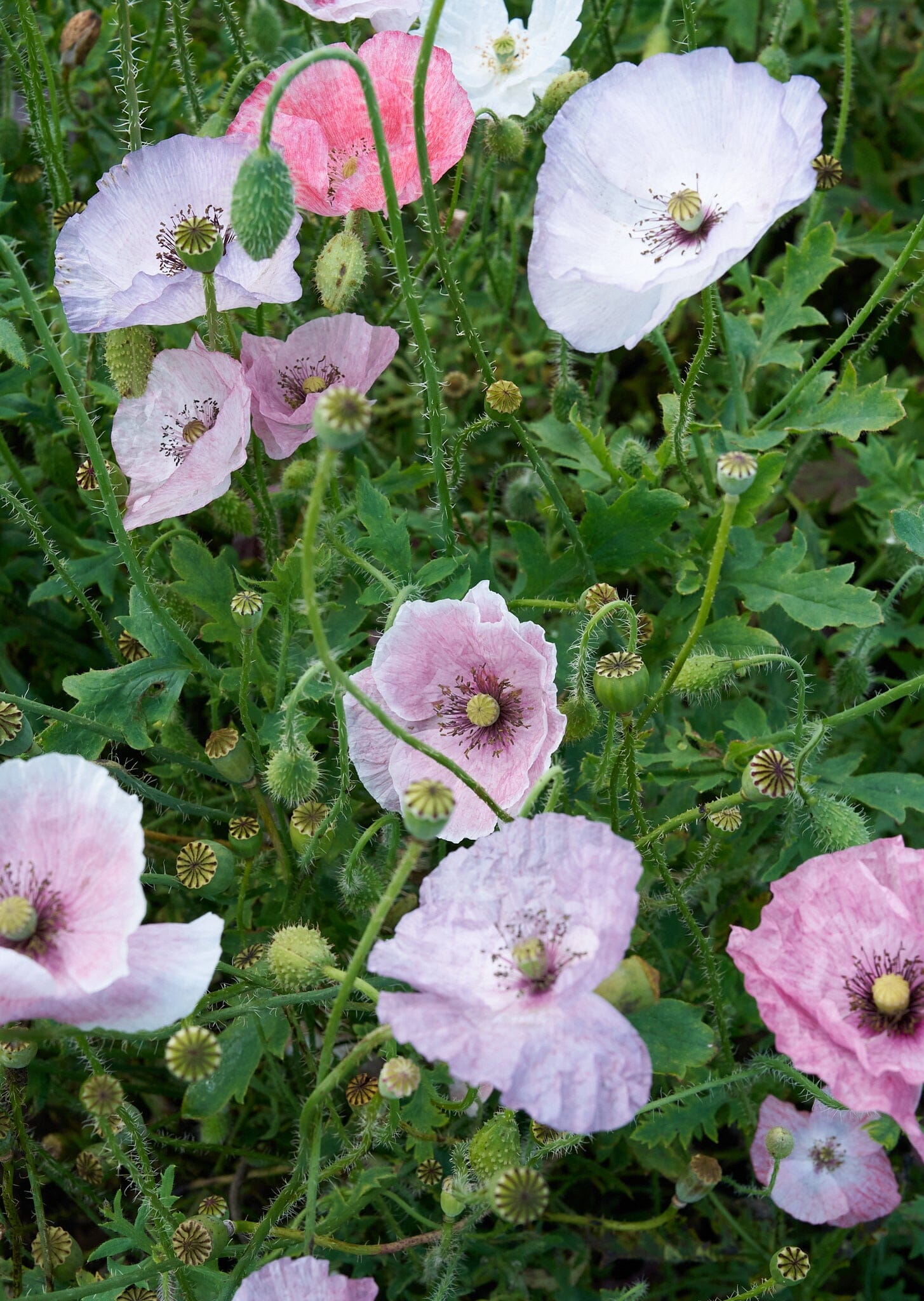 Kornvalmue 'Mother Of Pearl’ Seed 