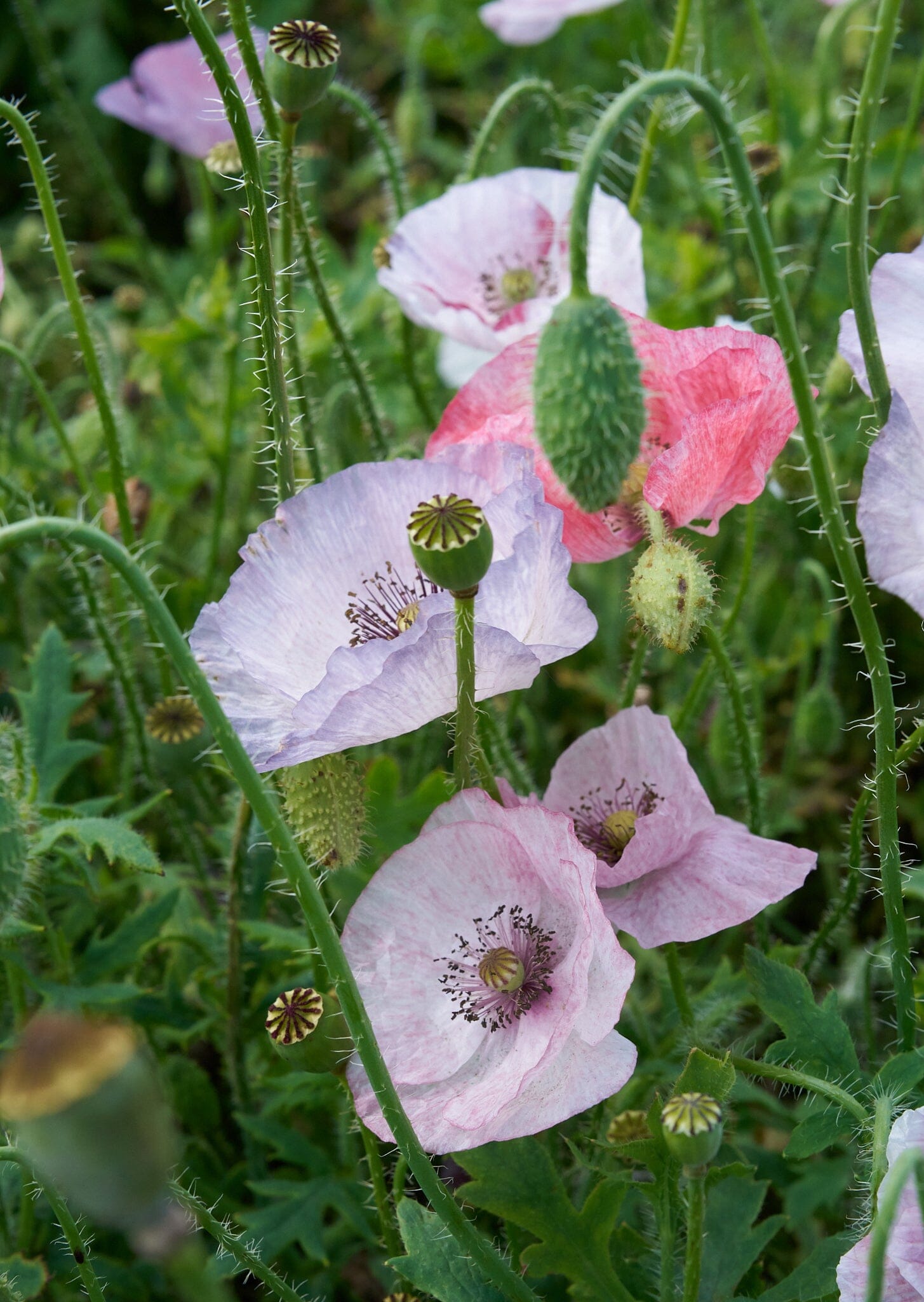 Kornvalmue 'Mother Of Pearl’ Seed 