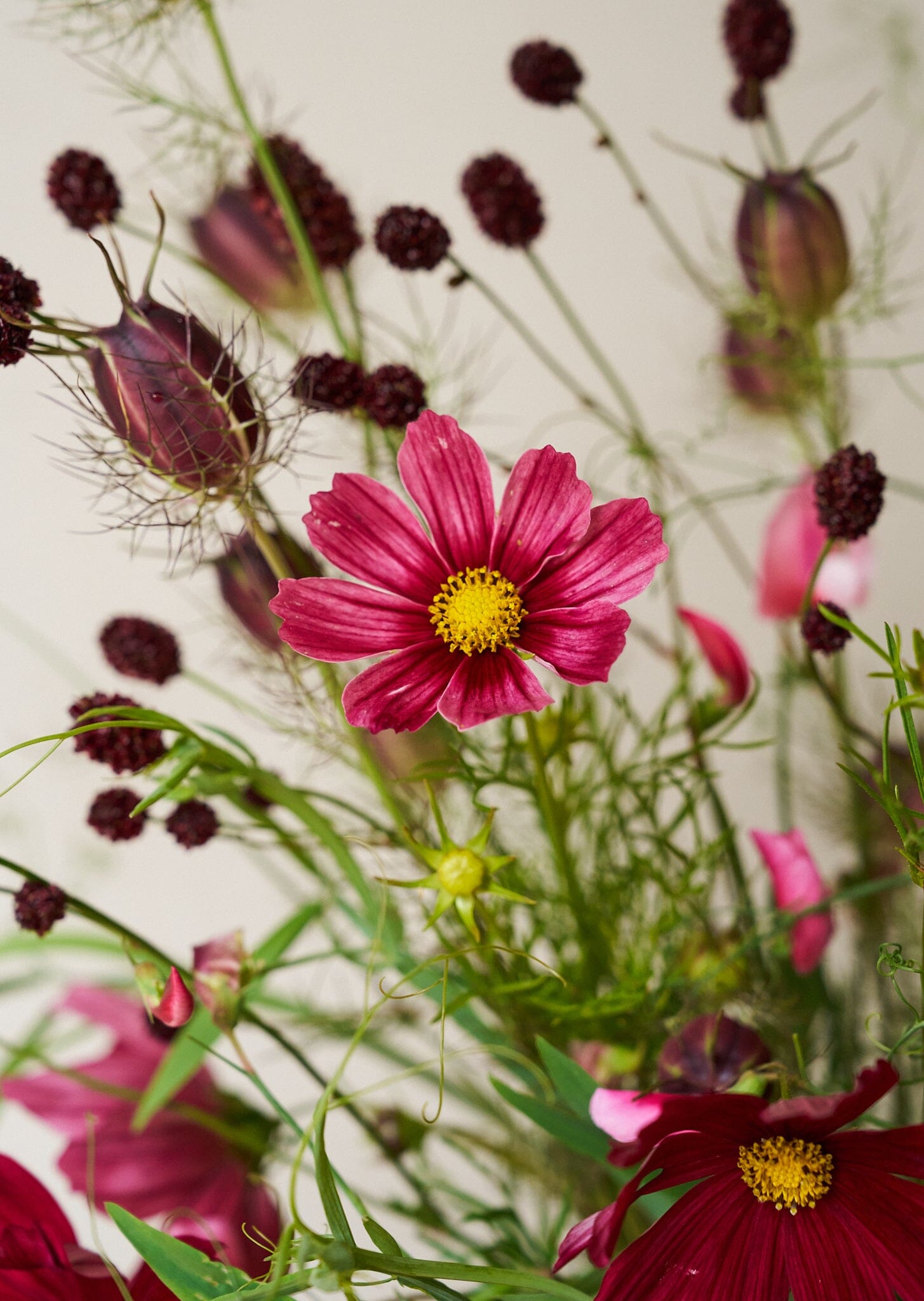 Kvæsurt 'Red Thunder' Seed 