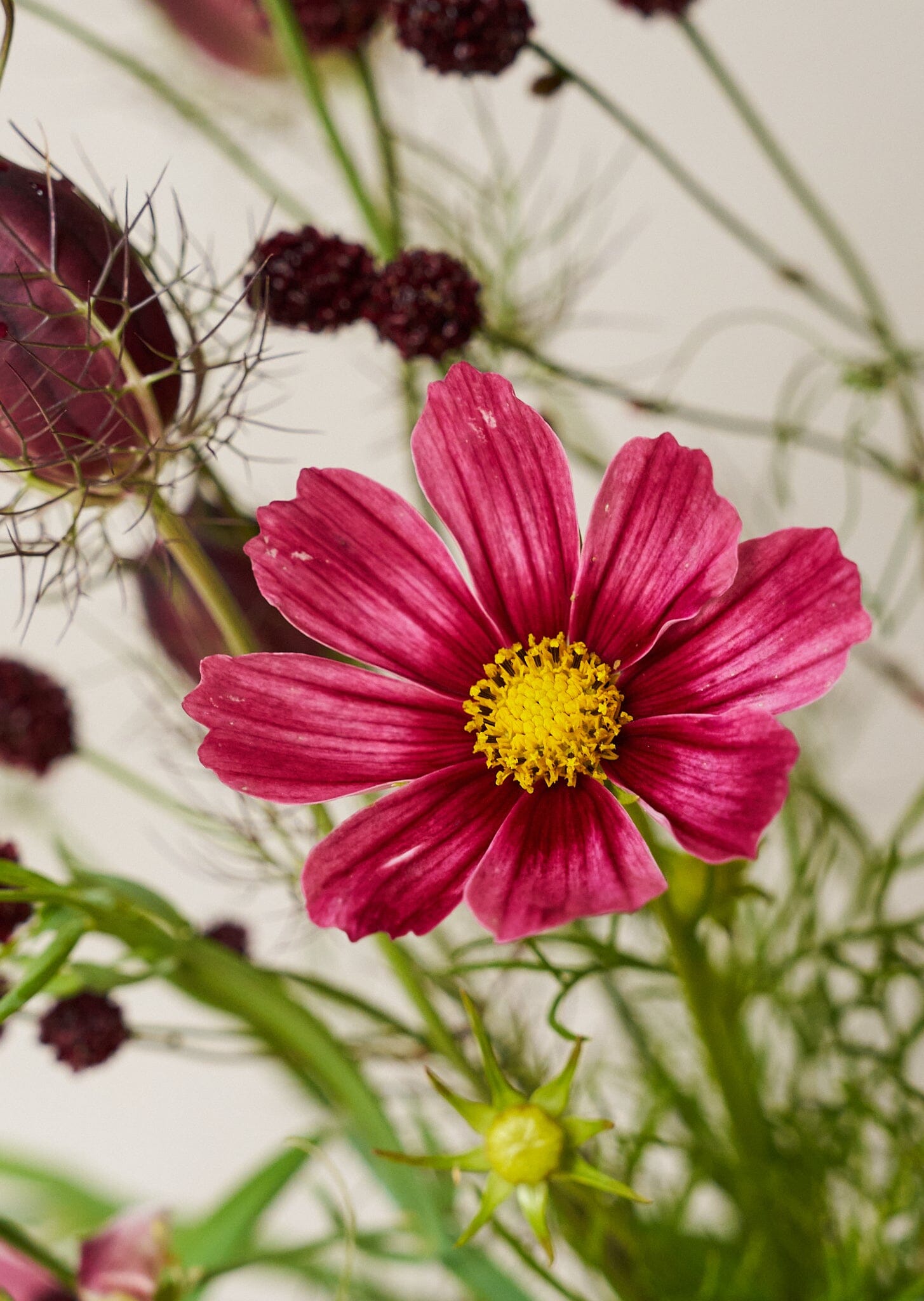 Kvæsurt 'Red Thunder' Seed 
