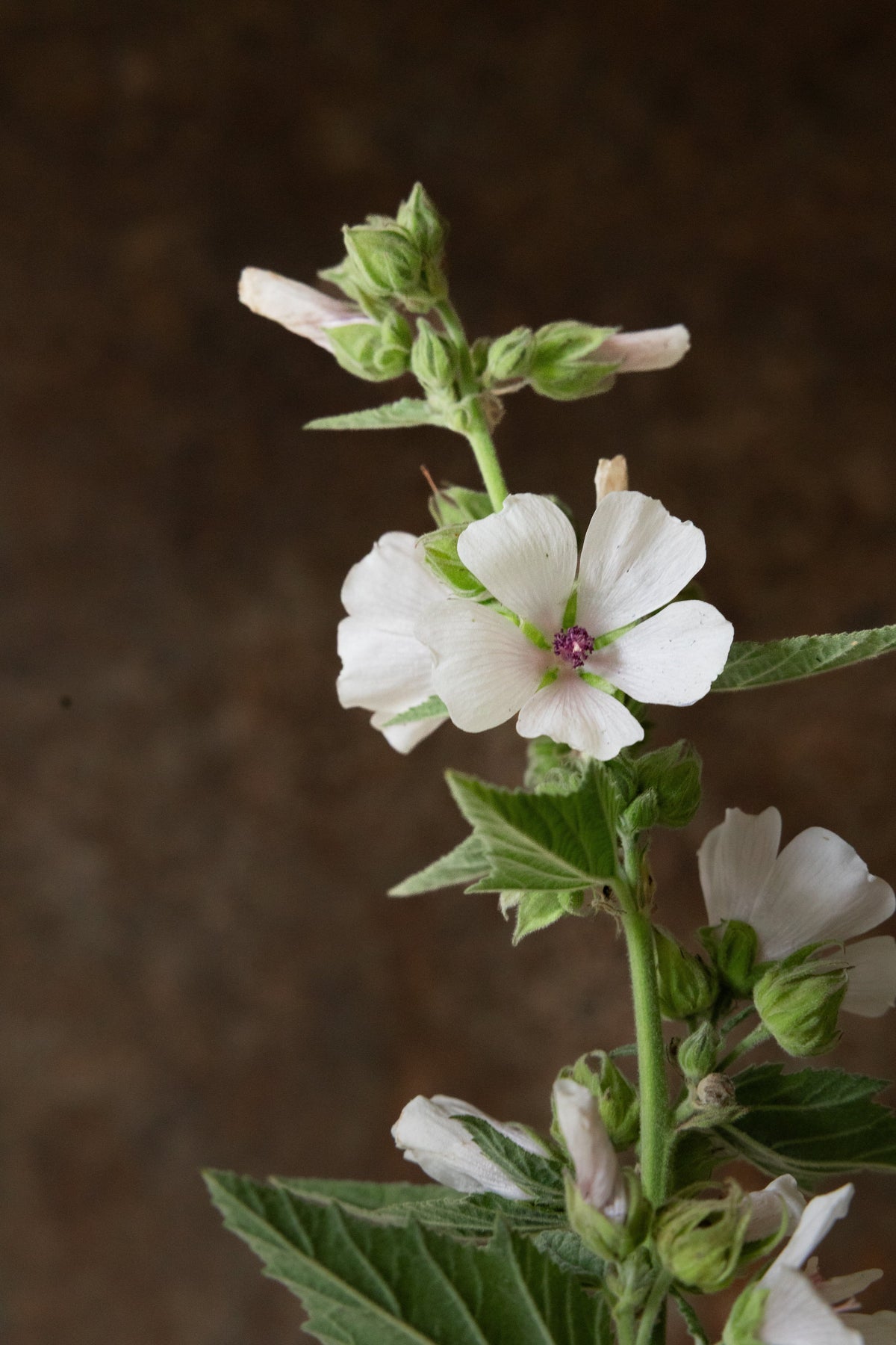 Lægestokrose Seed 