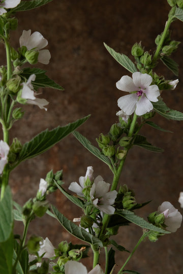 Lægestokrose Seed 