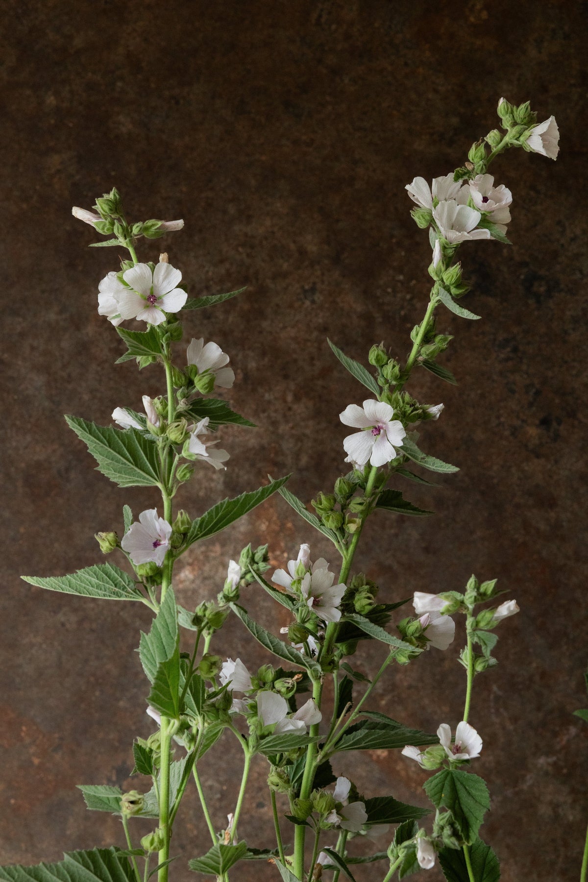 Lægestokrose Seed 