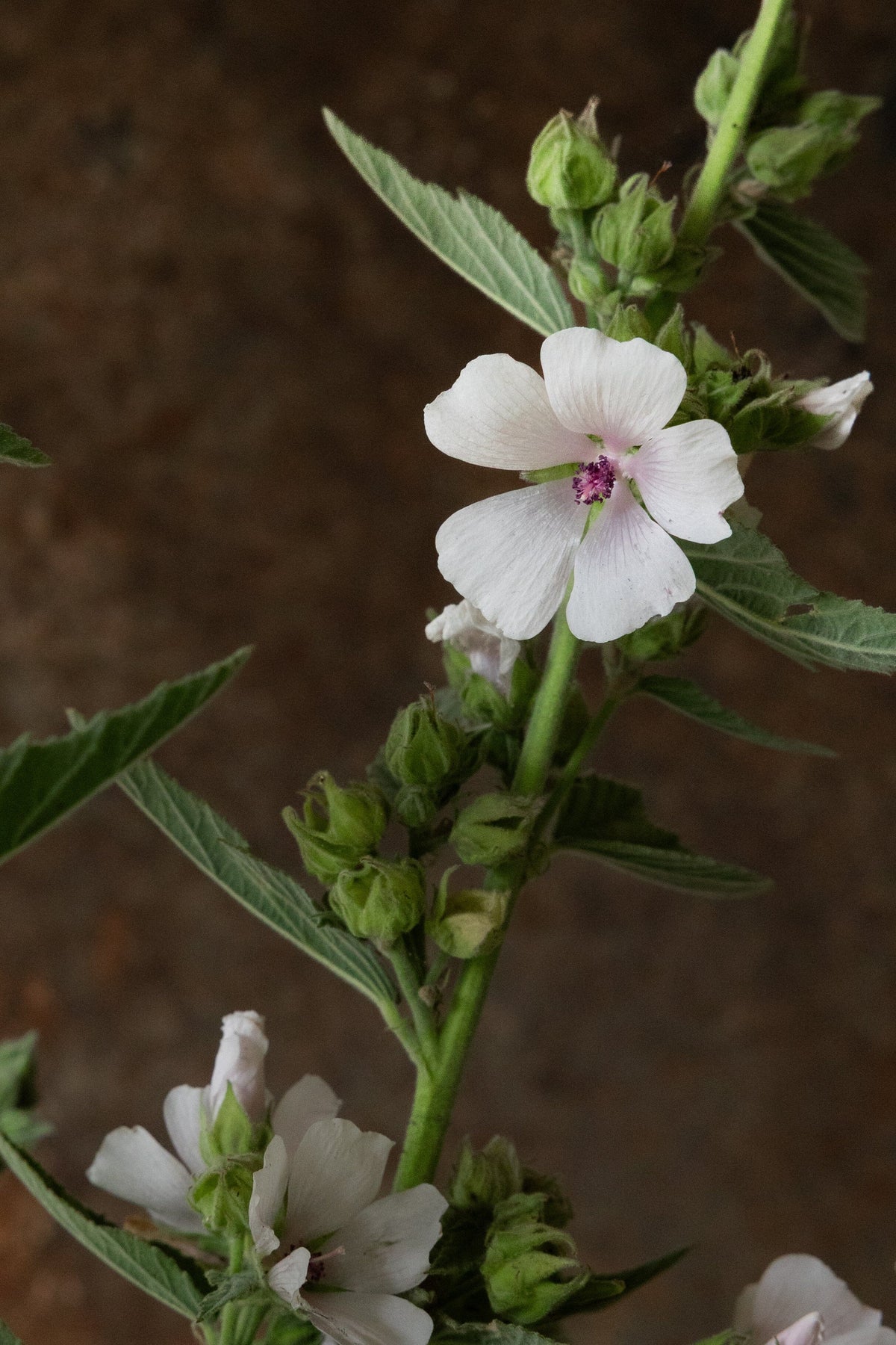 Lægestokrose Seed 