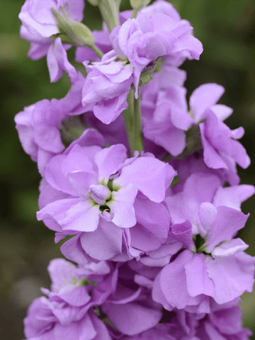 Levkøj 'Column Lilac Lavender' Seed 