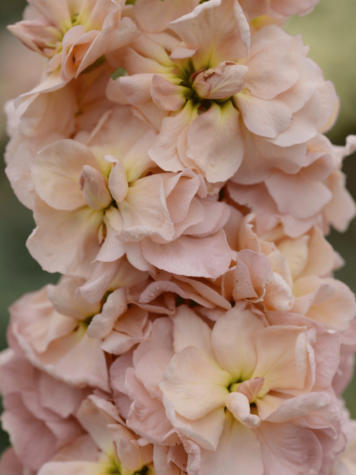 Levkøj 'Iron Apricot' Seed 